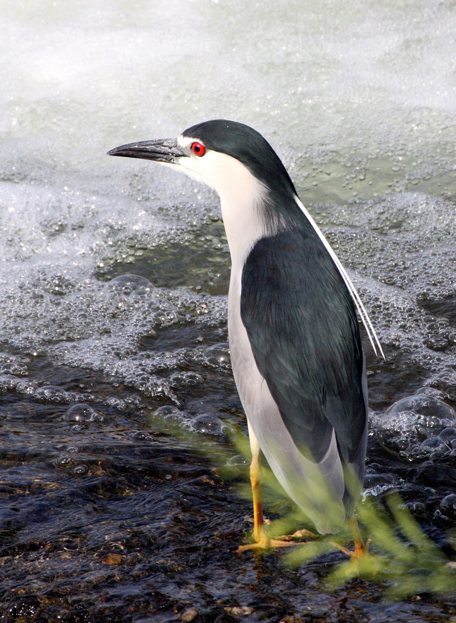 HERON - BLACK-CROWNED NIGHT HERON - Nycticorax nycticorax - KYOTO JAPAN (20).JPG
