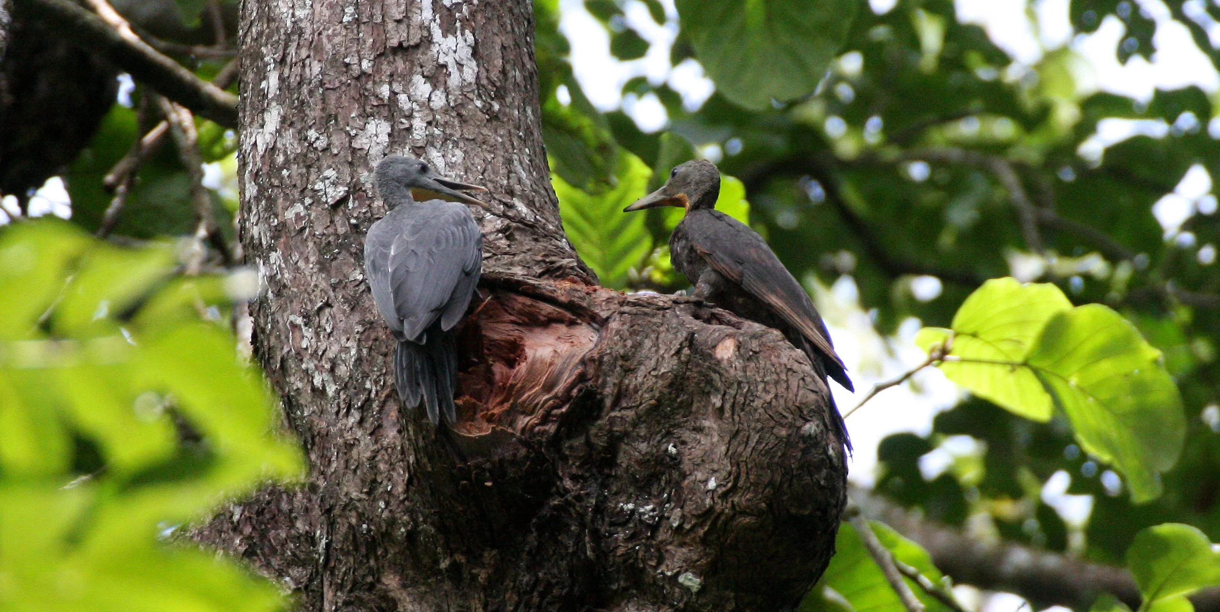 BIRD - WOODPECKER - GREAT-SLATY WOODPECKER - KAENG KRACHAN NP THAILAND (18).JPG