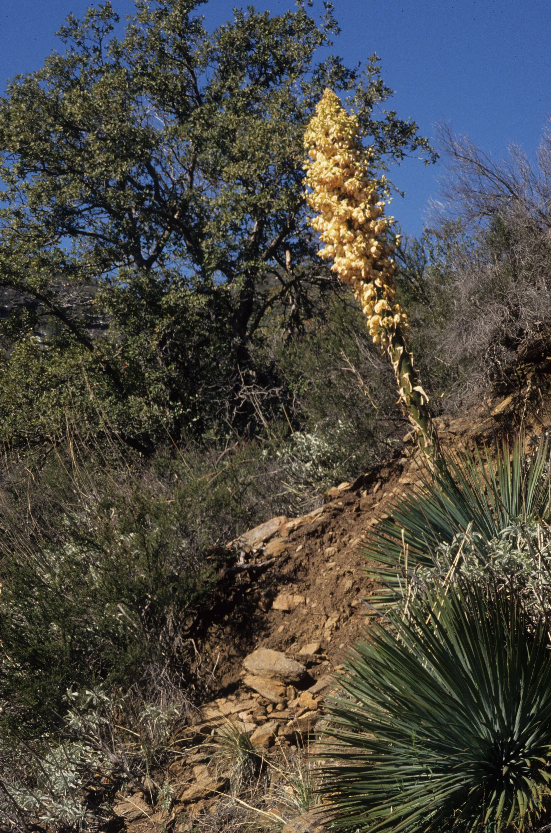 CALIFORNIA - YUCCA WHIPPLEI - WHIPPLE YUCCA - EAST SIDE NEAR SAN DIEGO COUNTY.jpg