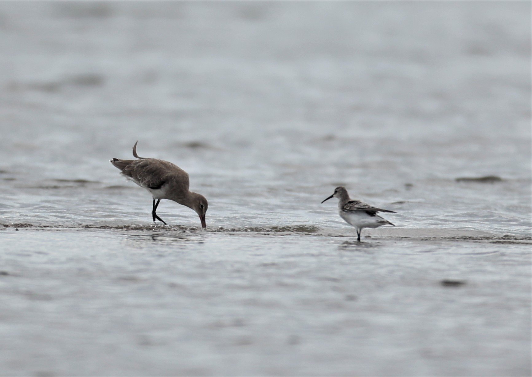 GODWIT - BLACK-TAILED GODWITS - Limosa limosa - WITH CURLEW SANDPIPER - BANG PAKONG SALT PANS CHACHOENGSAO WEST OF RIVER (9).jpg