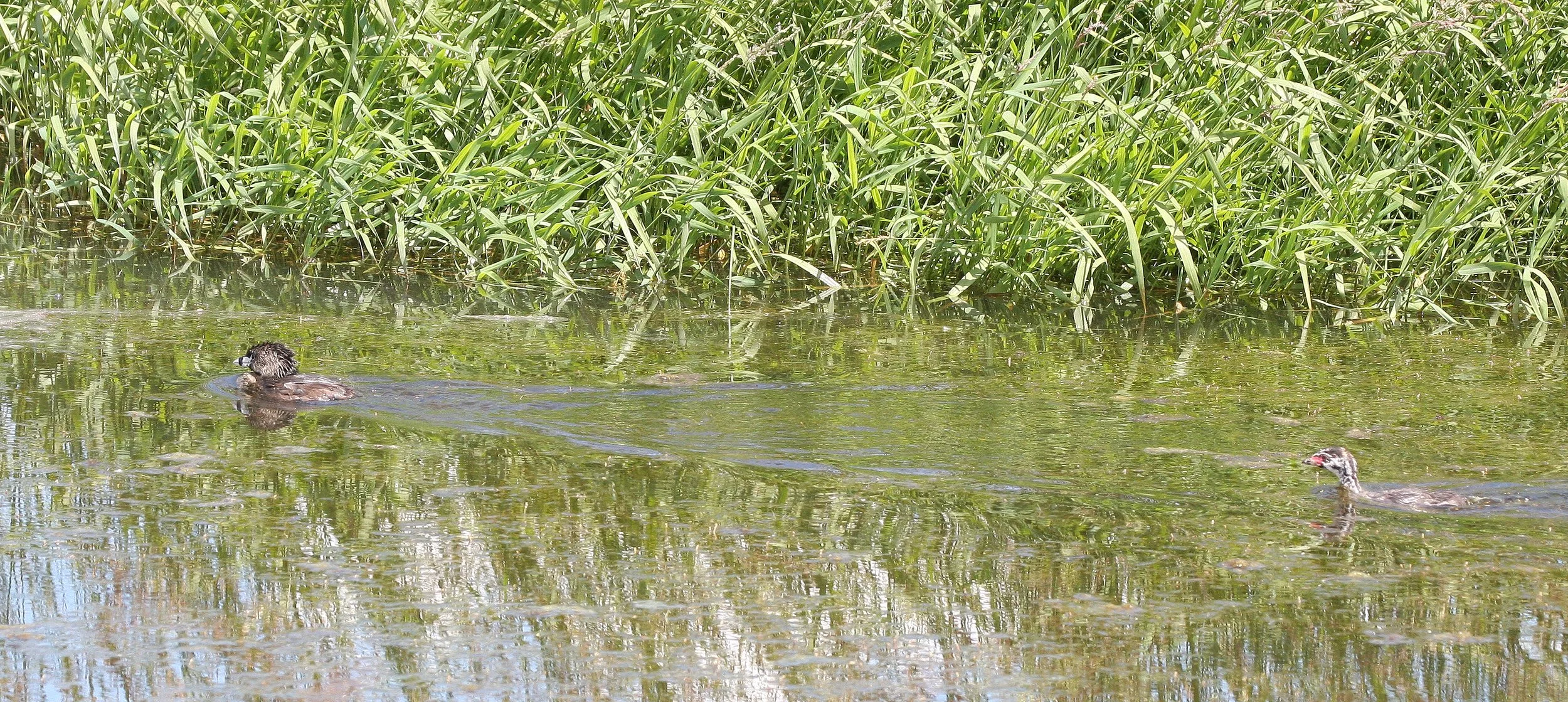Pied-billed Grebe (Podilymbus podiceps) Ridgefield NWR Washington (21).JPG