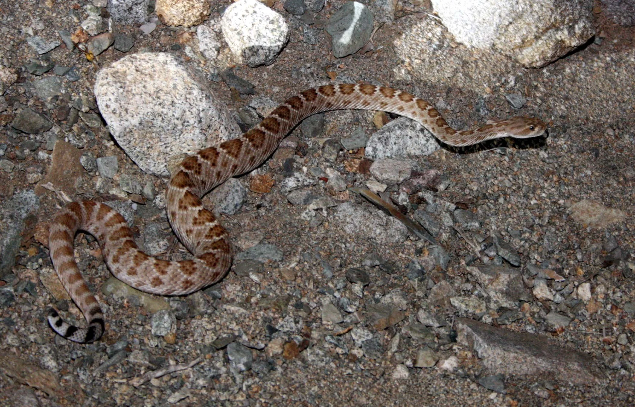 Catalina Island Rattleless Rattlesnake (Crotalus catalinensis) Baja, Mexico