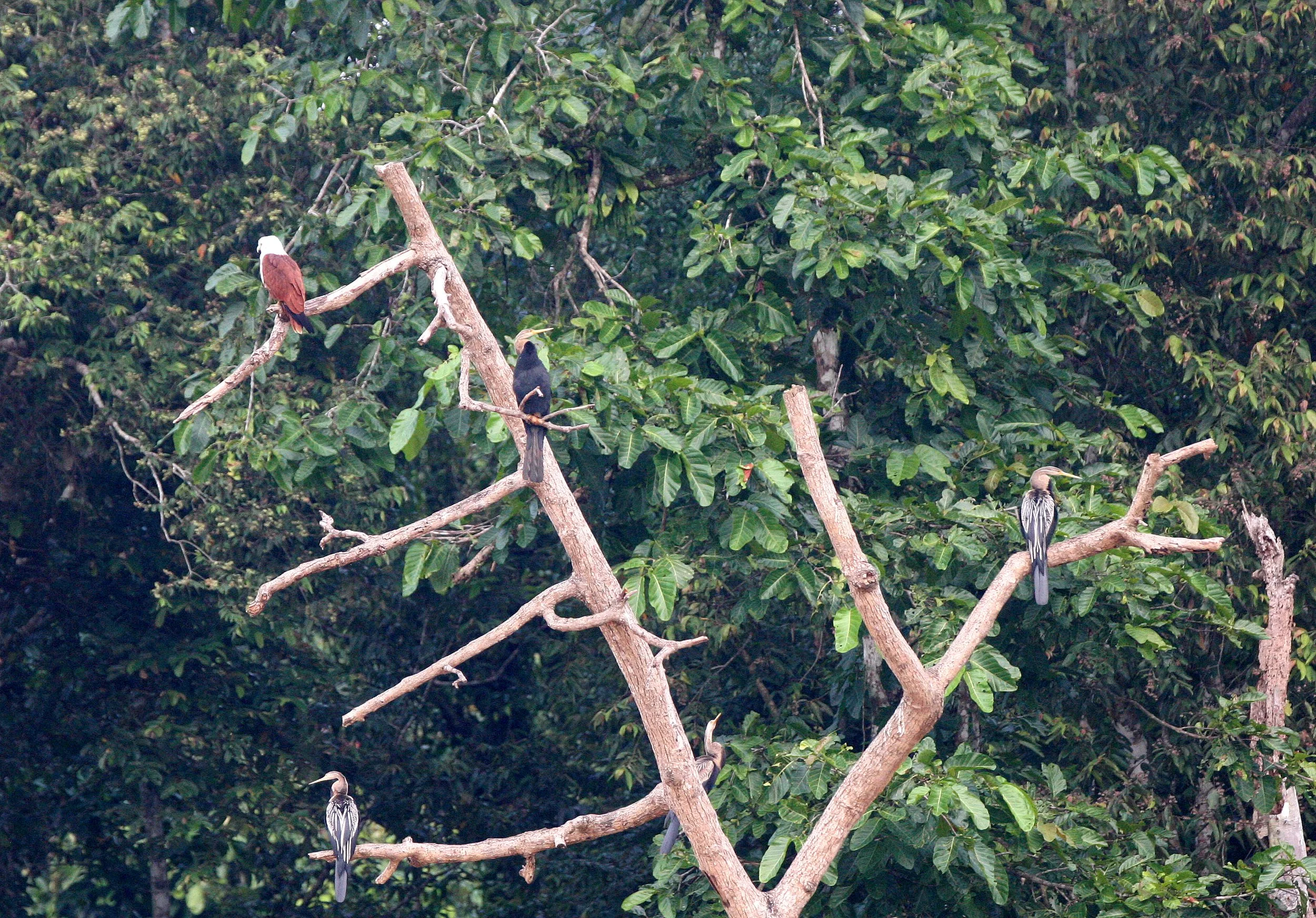 BIRD - ORIENTAL DARTER - KINABATANGAN RIVER BORNEO (2).JPG
