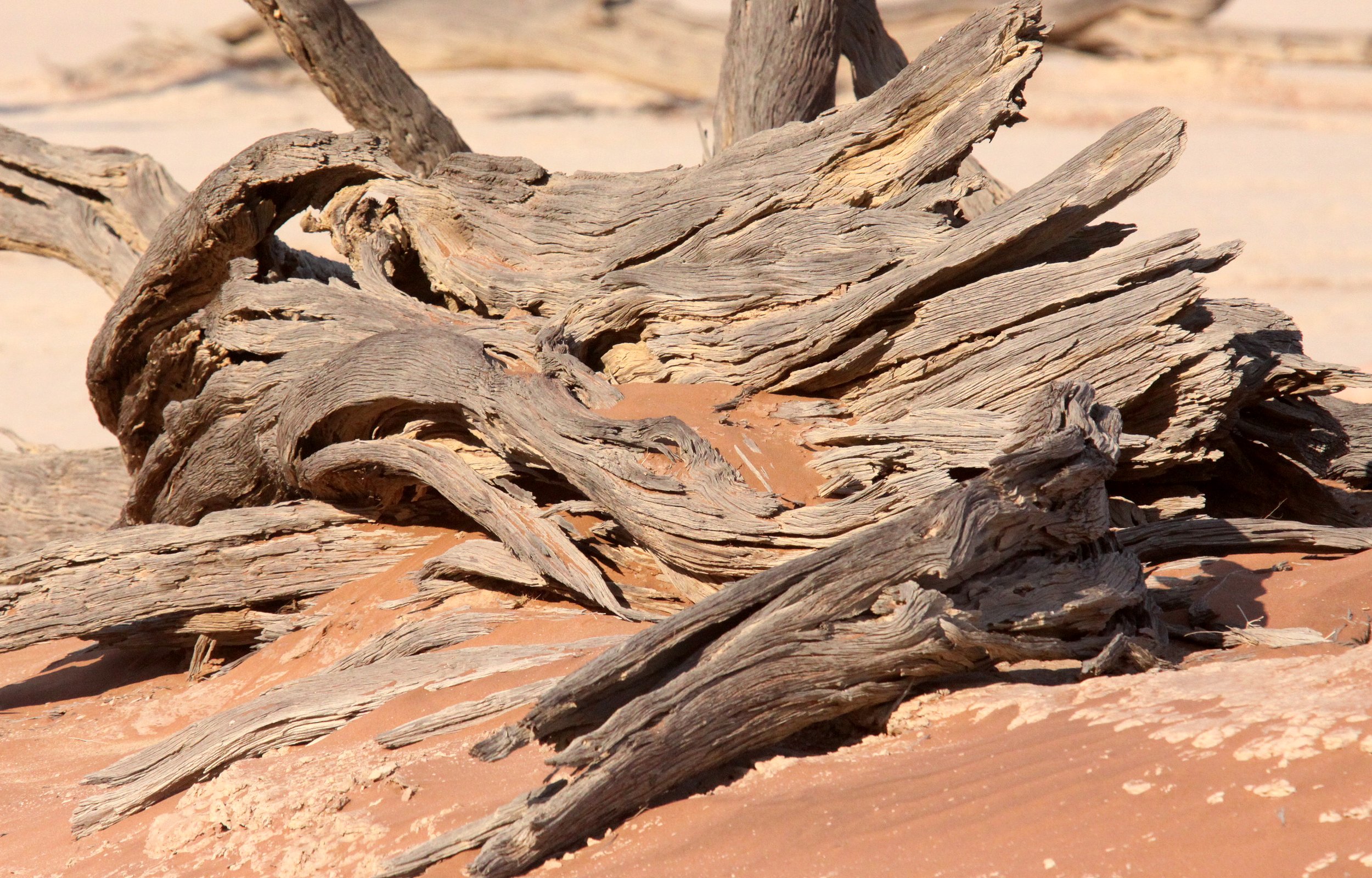 SOSSUSVLEI, NAMIB NAUKLUFT NATIONAL PARK, NAMIBIA - DEAD VLEI (58).JPG