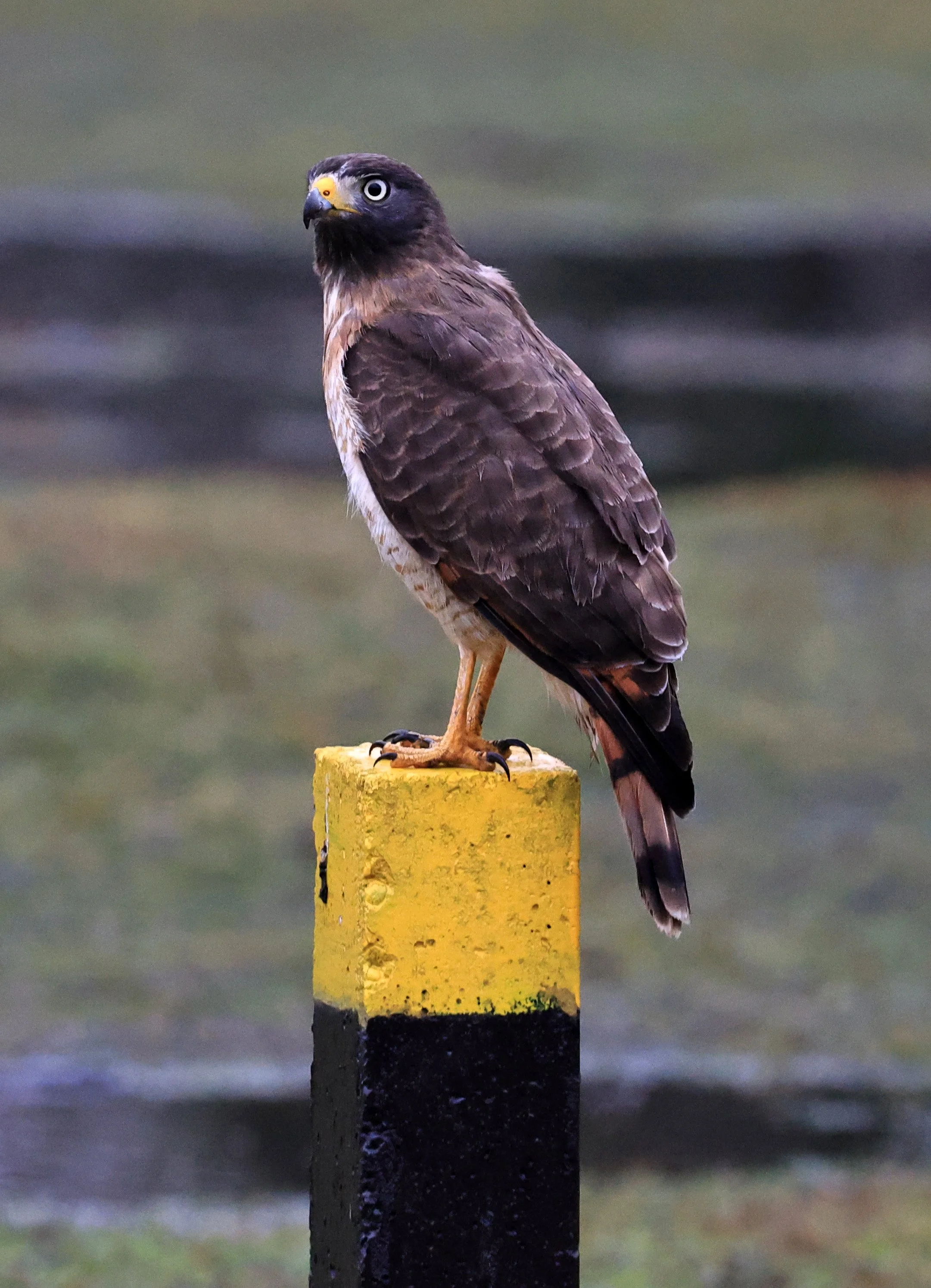Roadside Hawk (Rupornis magnirostris) El Palmar National Park, Entre Rios, Argentina (2).jpg
