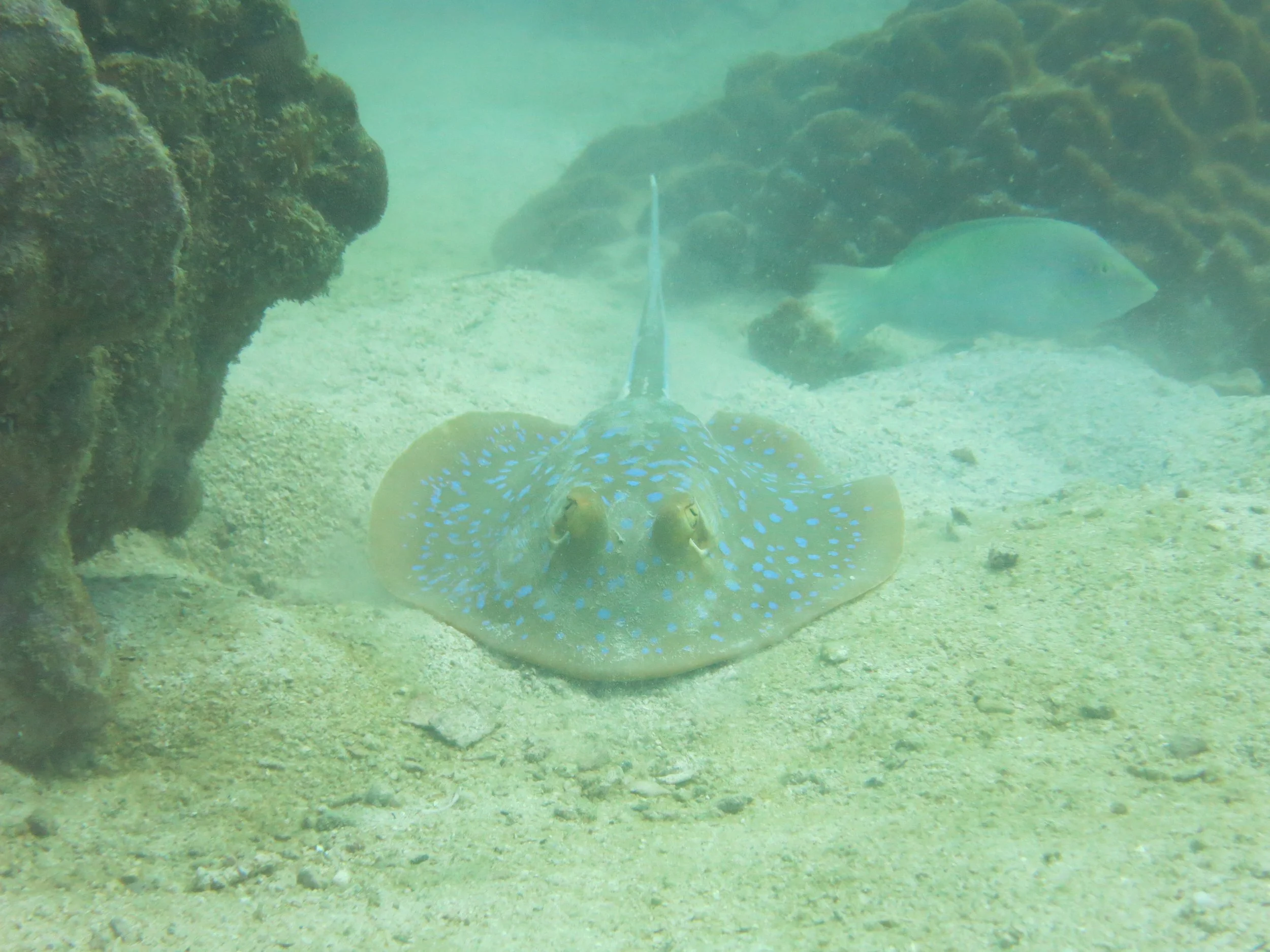 2016 BPS Satthahip Dive Trip with Marine Conservation Club (25).JPG