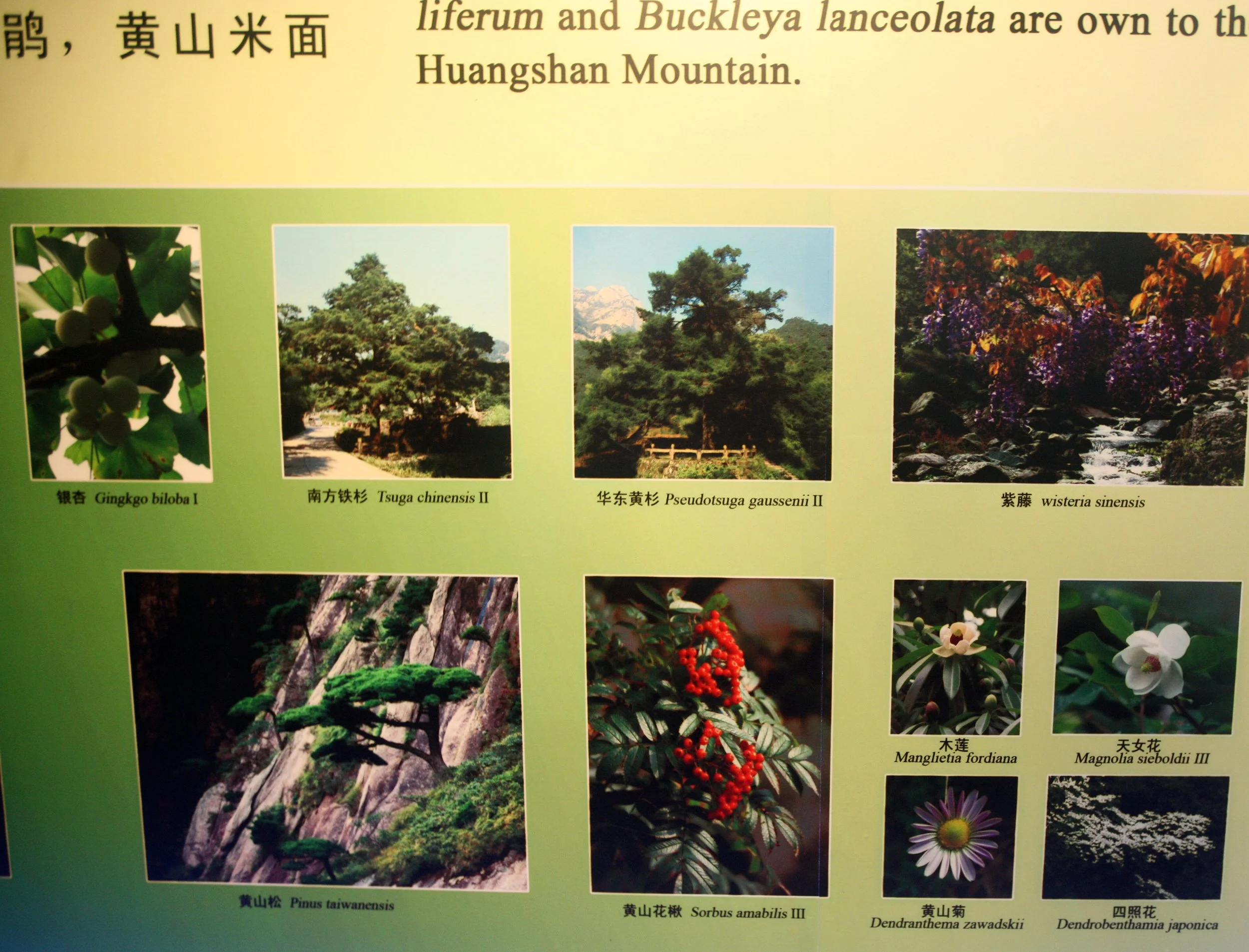 HUANGSHAN NATIONAL PARK ANHUI PROVINCE CHINA (264).JPG