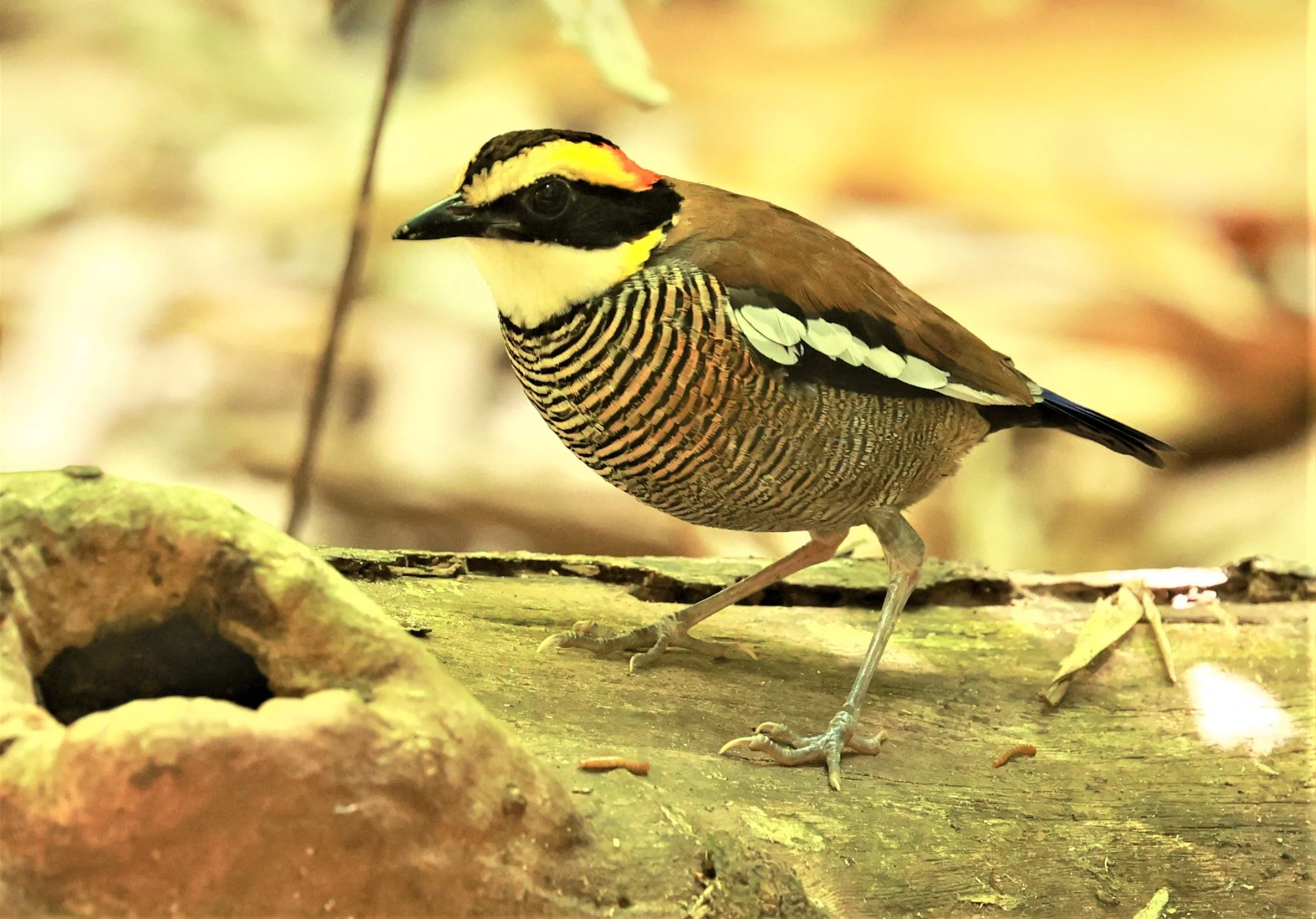 PITTA - Malayan banded pitta - Hydrornis irena - Si Phang Nga National Park, Thailand Feb 18-19, 2023 (61).jpg