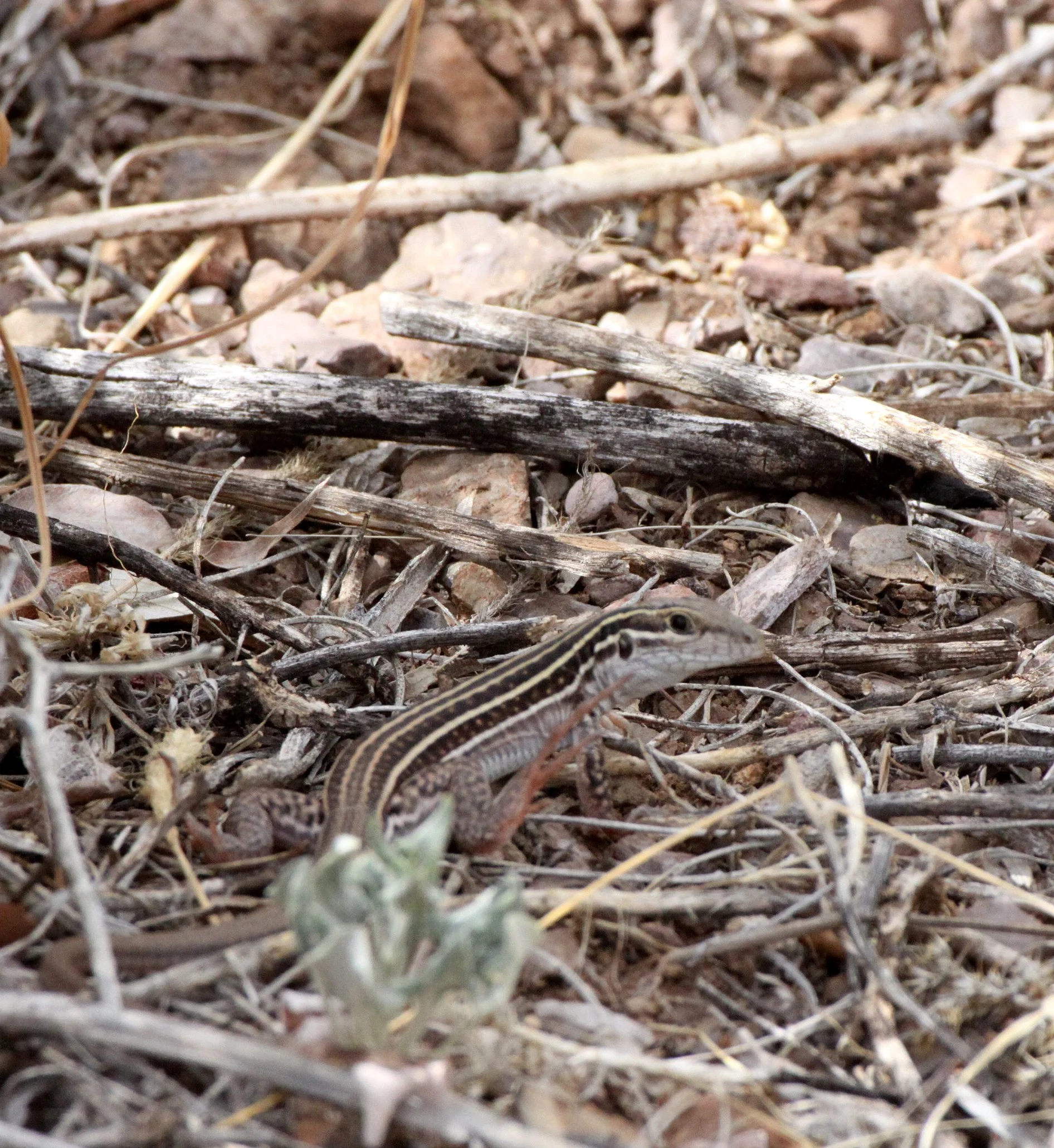 Cnemidophorus uniparens - DESERT GRASSLAND WHIPTAIL - ALL FEMALE - DRIPPING SPRING NEW MEXICO (4).JPG