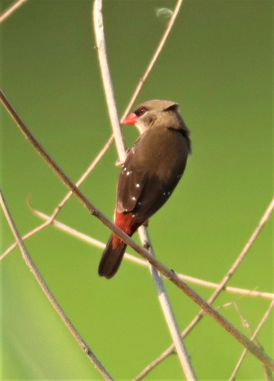 RED AVADAVAT - Amandava amandava - LAT KRABANG RICE FIELDS AT THAP YAO (34).jpg