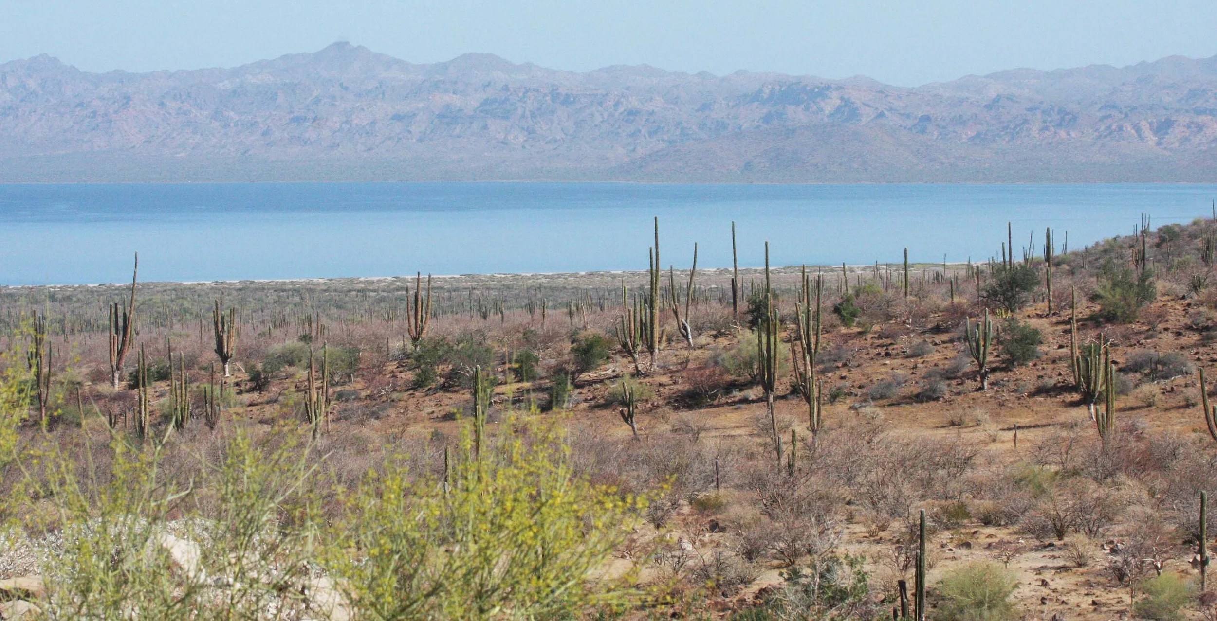 BAHIA CONCEPCION BAJA MEXICO (2).JPG