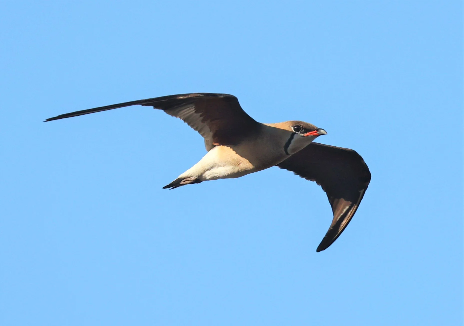 PRATINCOLE - ORIENTAL PRATINCOLE - Glareola maldivarum - TAP YAO RICEFIELDS LAT KRABANG - APRIL 23 2022 (32).jpg
