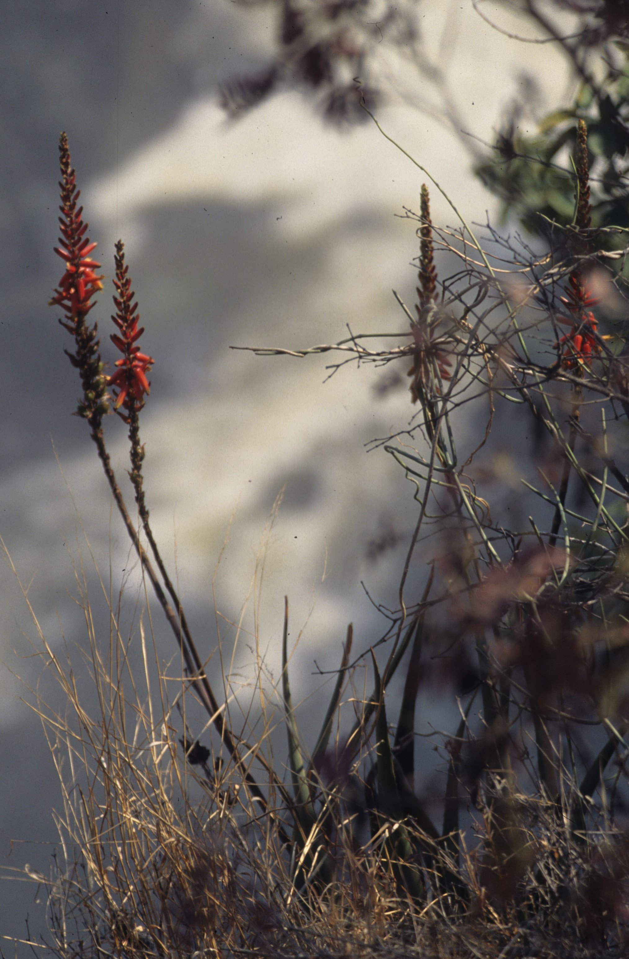 RSA - PLANT - RED HOT POKER A.jpg