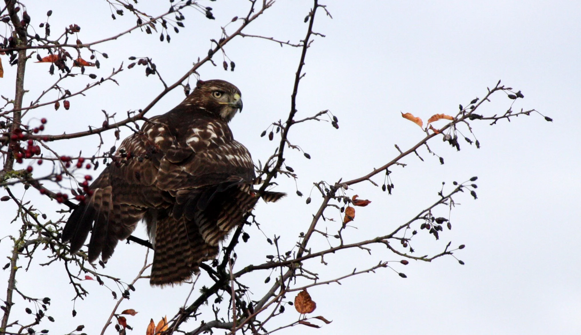 Buteo jamaicensis - RED-TAILED HAWK - JAMESTOWN WA (20).JPG