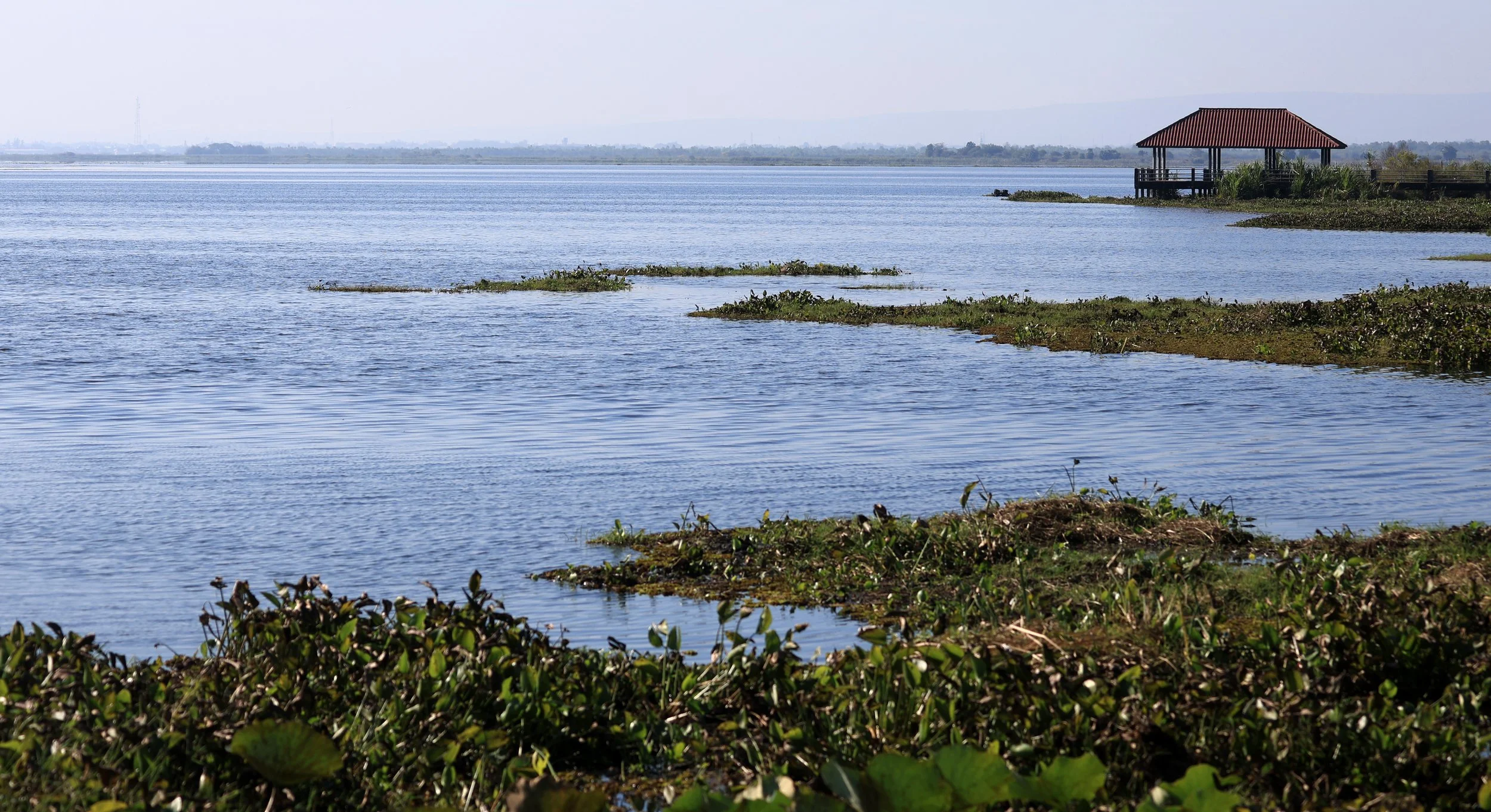 Nong Han Lake & Wetland - Sakon Nakhon Province (44).jpg