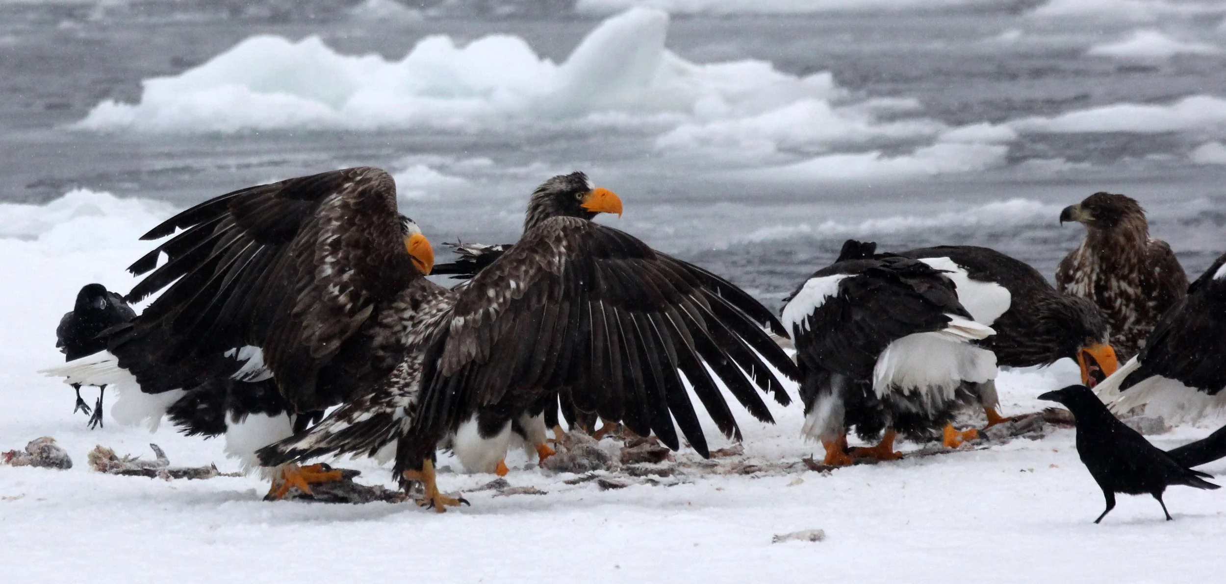 BIRD - EAGLE - STELLER'S SEA EAGLE - RAUSU, SHIRETOKO PENINSULA & NATIONAL PARK - HOKKAIDO JAPAN (26).JPG