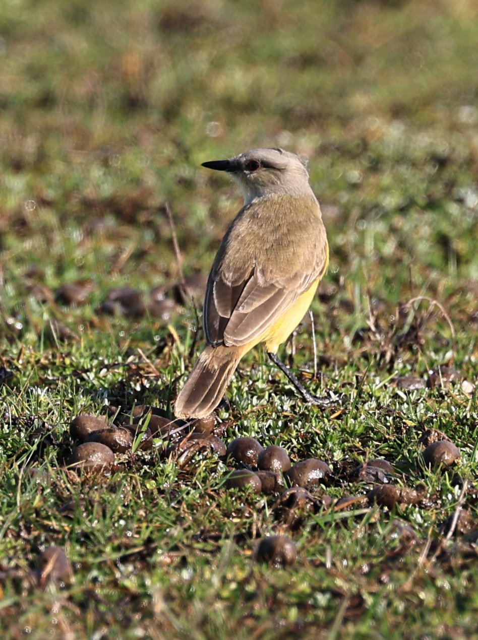 Cattle Tyrant (Machetornis rixosa) El Palmar National Park, Entre Rios, Argentina (1).jpg
