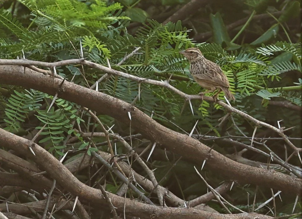 Indochinese Bushlark (Mirafra erythrocephala) Laem Pak Bia Thailand (2).jpg