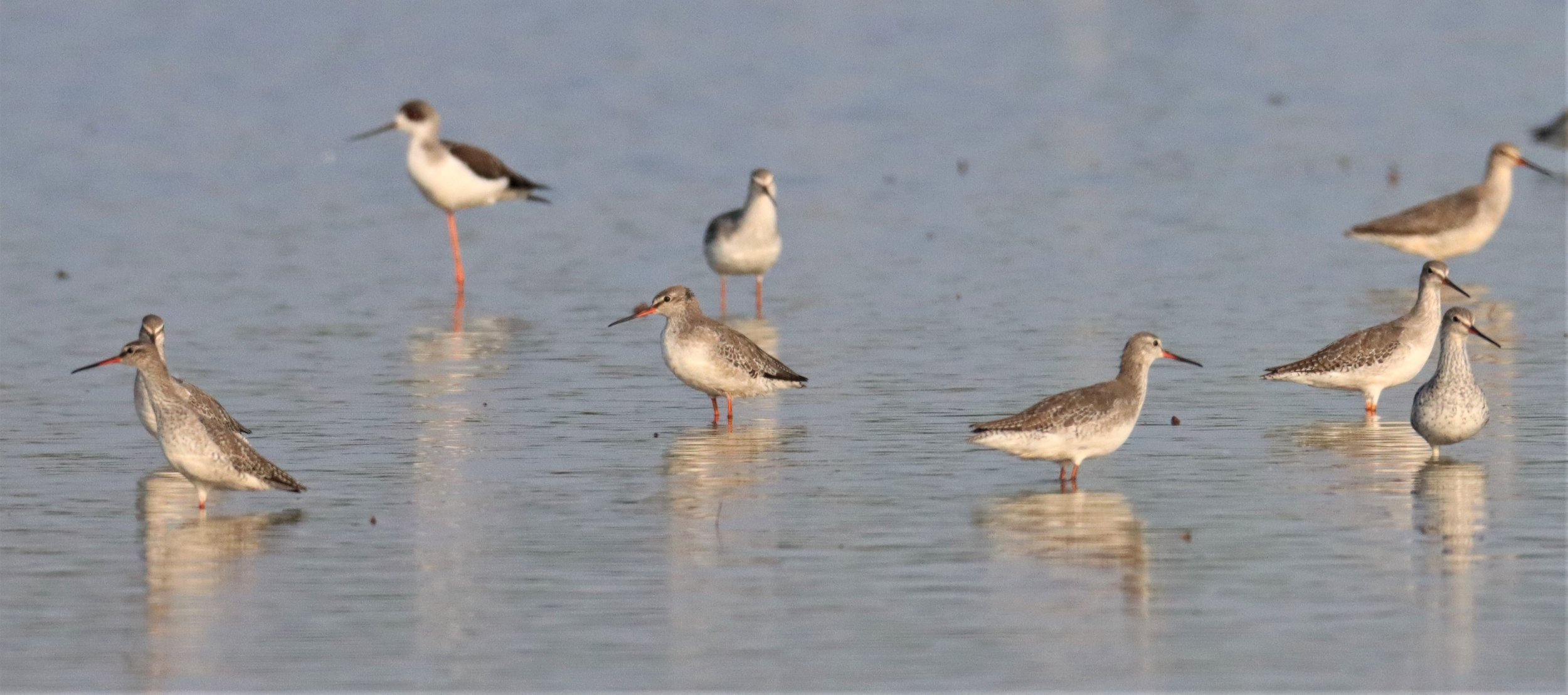 REDSHANK - SPOTTED REDSHANK - Tringa erythropus - PATHUM THANI RICE RESEARCH CTR (10).jpg