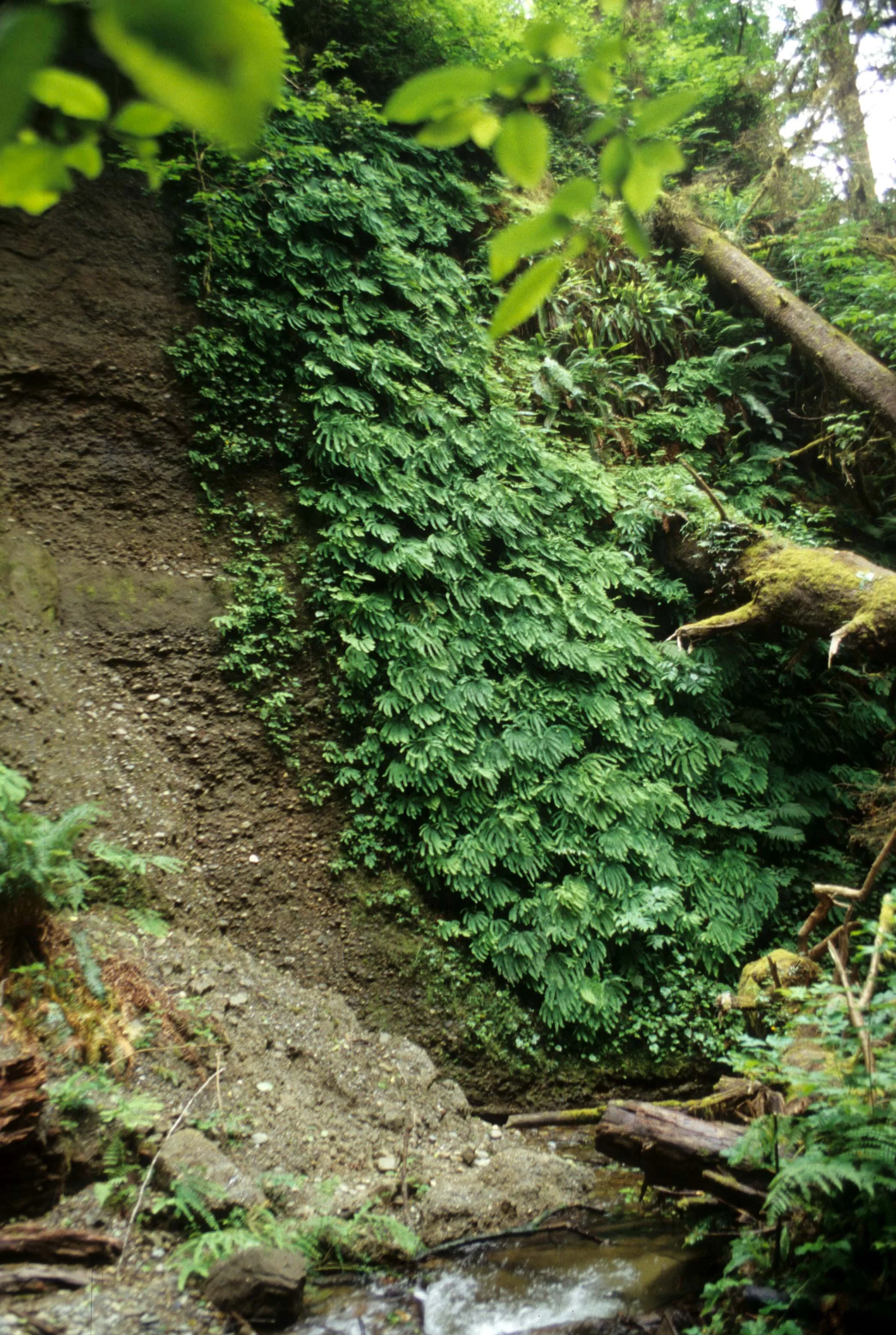 CALIFORNIA - REDWOODS NP - FERN CANYON.jpg