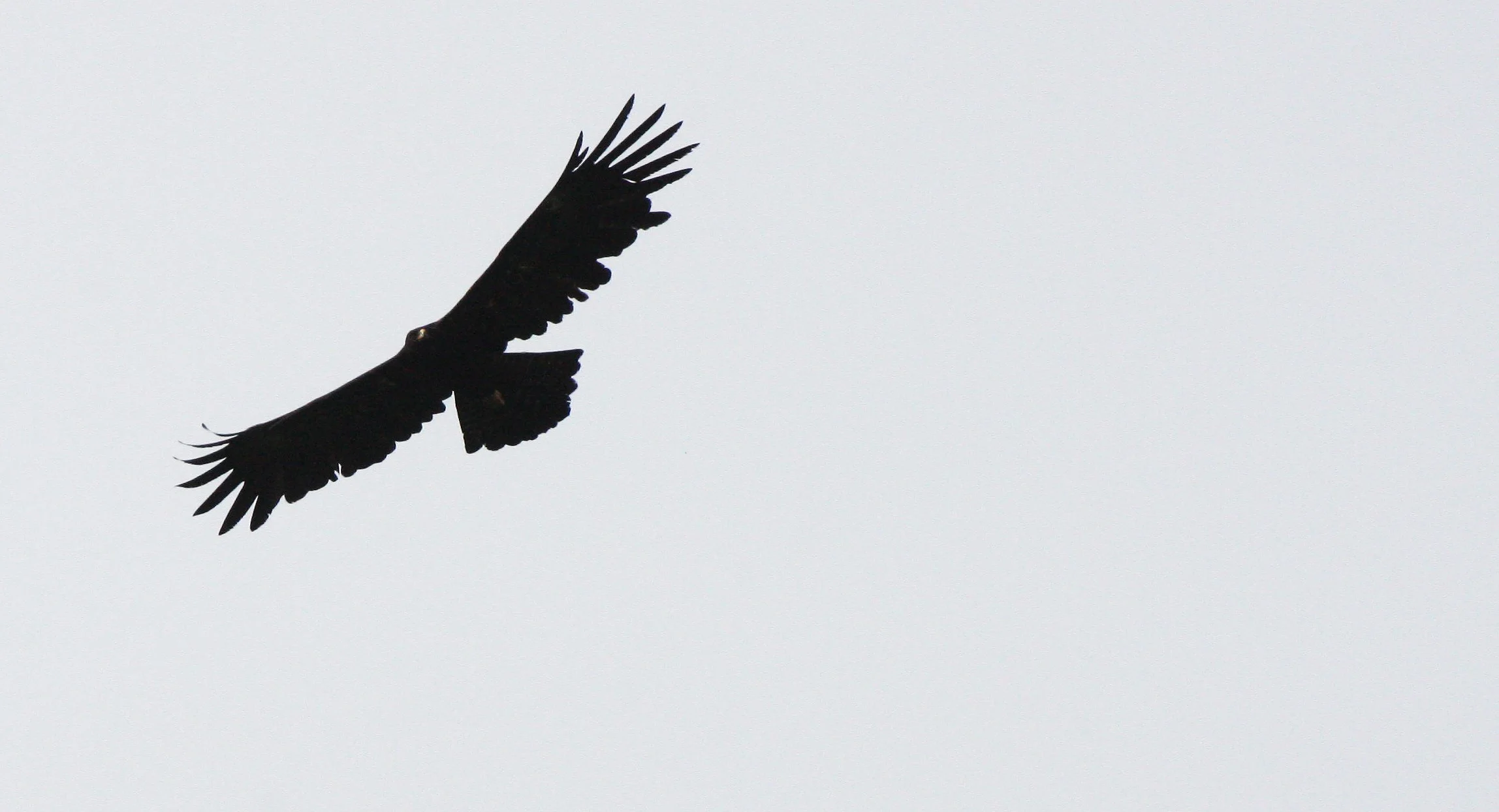 Ictinaetus malaiensis - BLACK EAGLE - KAENG KRACHAN THAILAND (7).JPG
