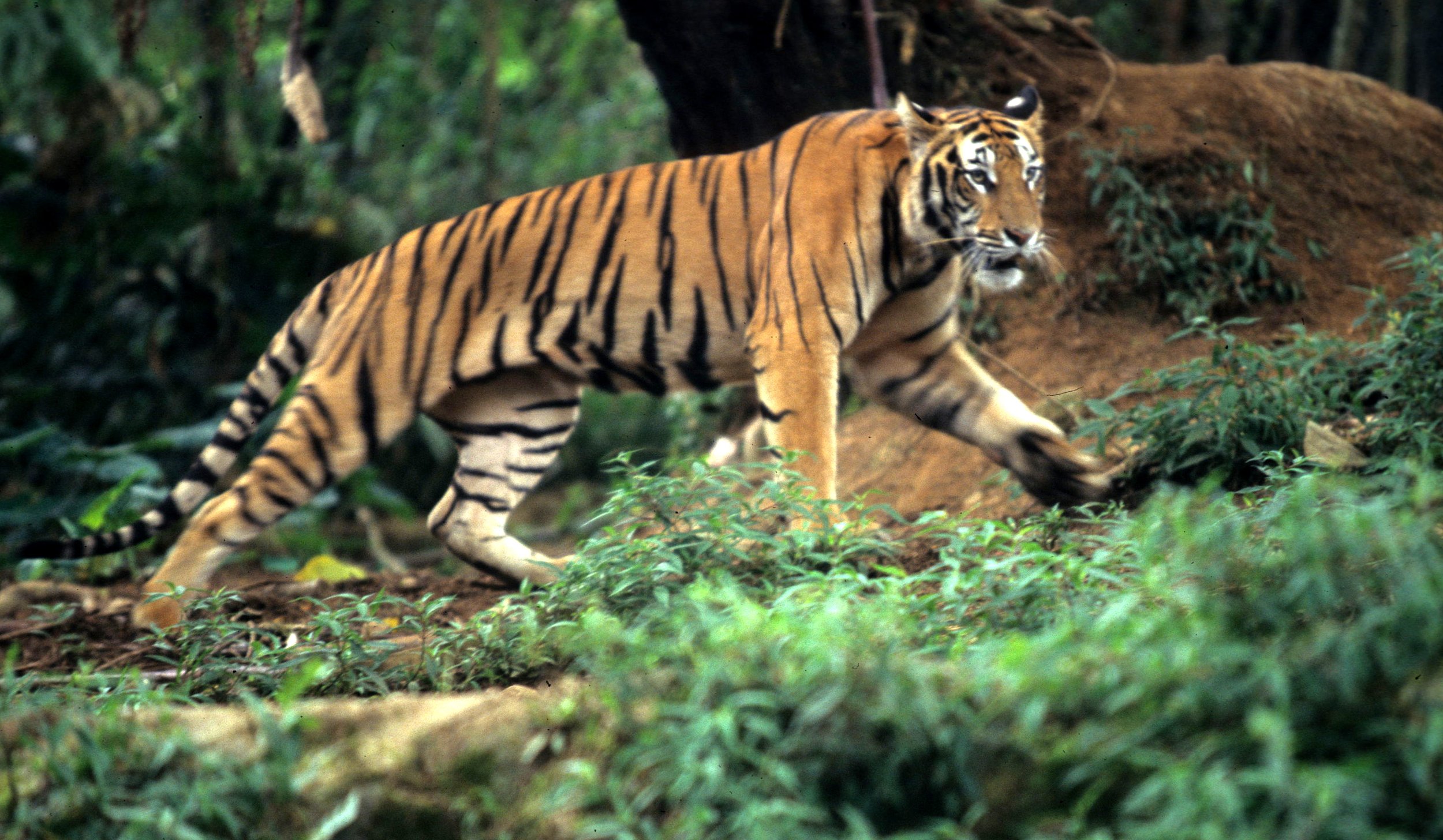 TIGER - CHITWAN (4).jpg