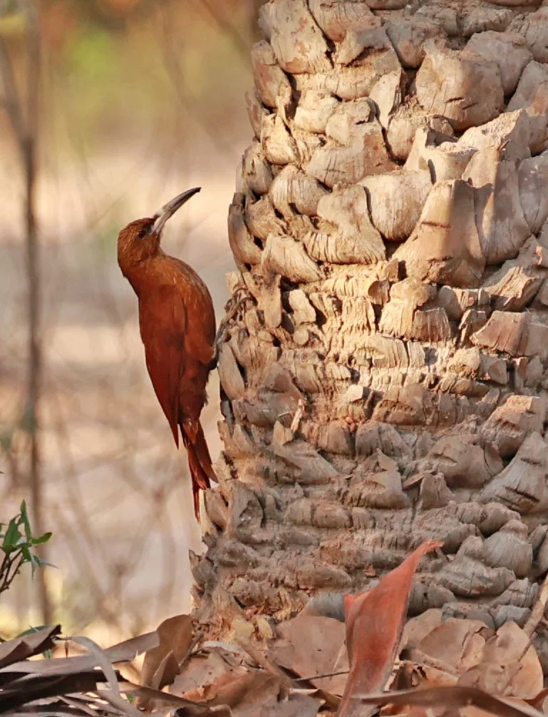 Woodcreeper - Great Rufous Woodcreeper - Xiphocolaptes major - Porto Alegre Lodge, Pantanal (8).jpg