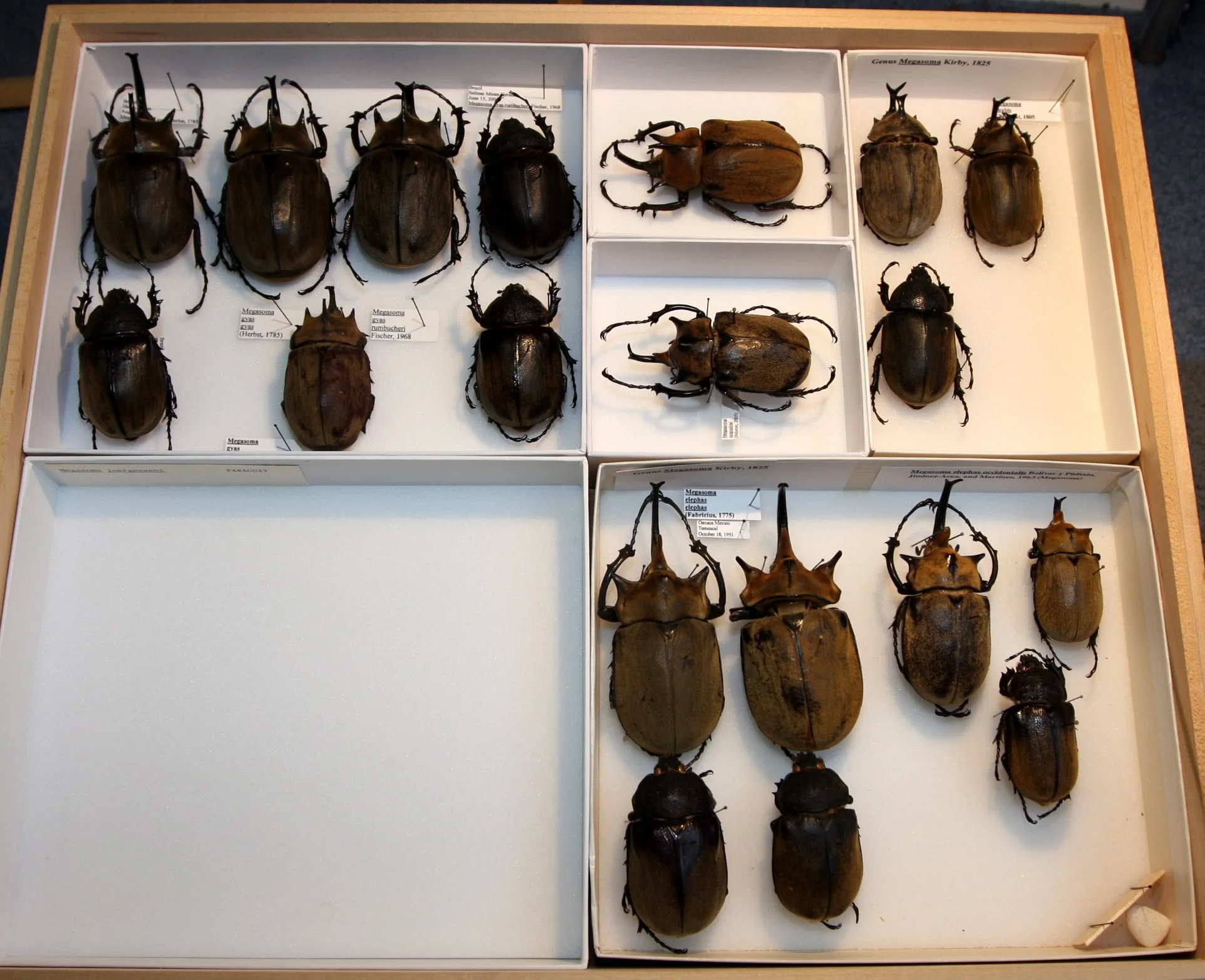 Dynastinae  Megasoma (3).JPG