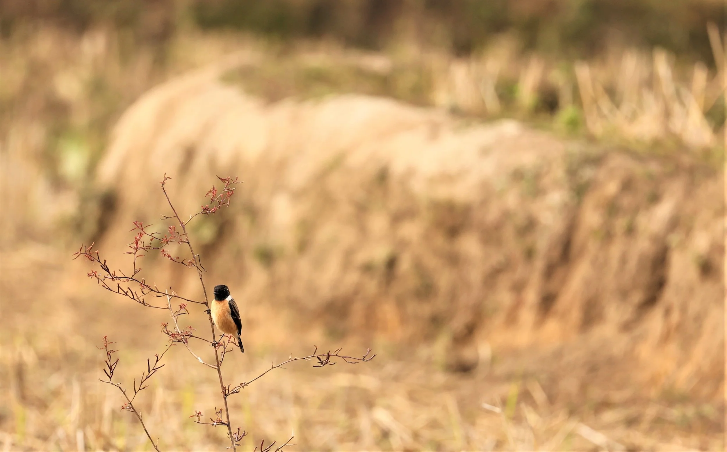 STONECHAT - AMUR STONECHAT - Saxicola stejnegeri  - DOI LANG EAST DOI PHA HOM POK NP, DECEMBER 2021 (4).jpg