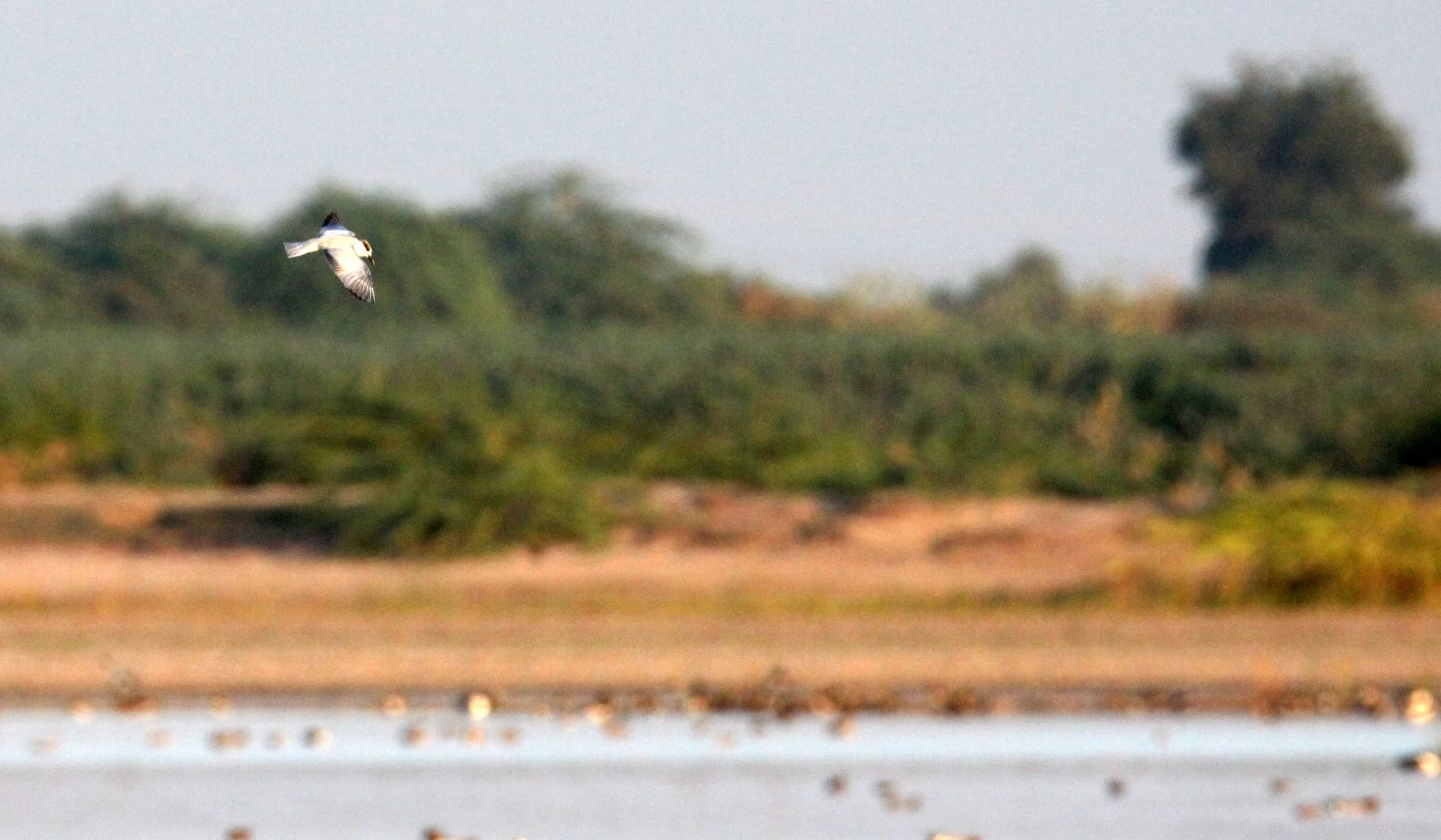 BIRD - TERN - WHISKERED TERN - ID ONLY - LITTLE RANN OF KUTCH GUJARAT INDIA (2).JPG