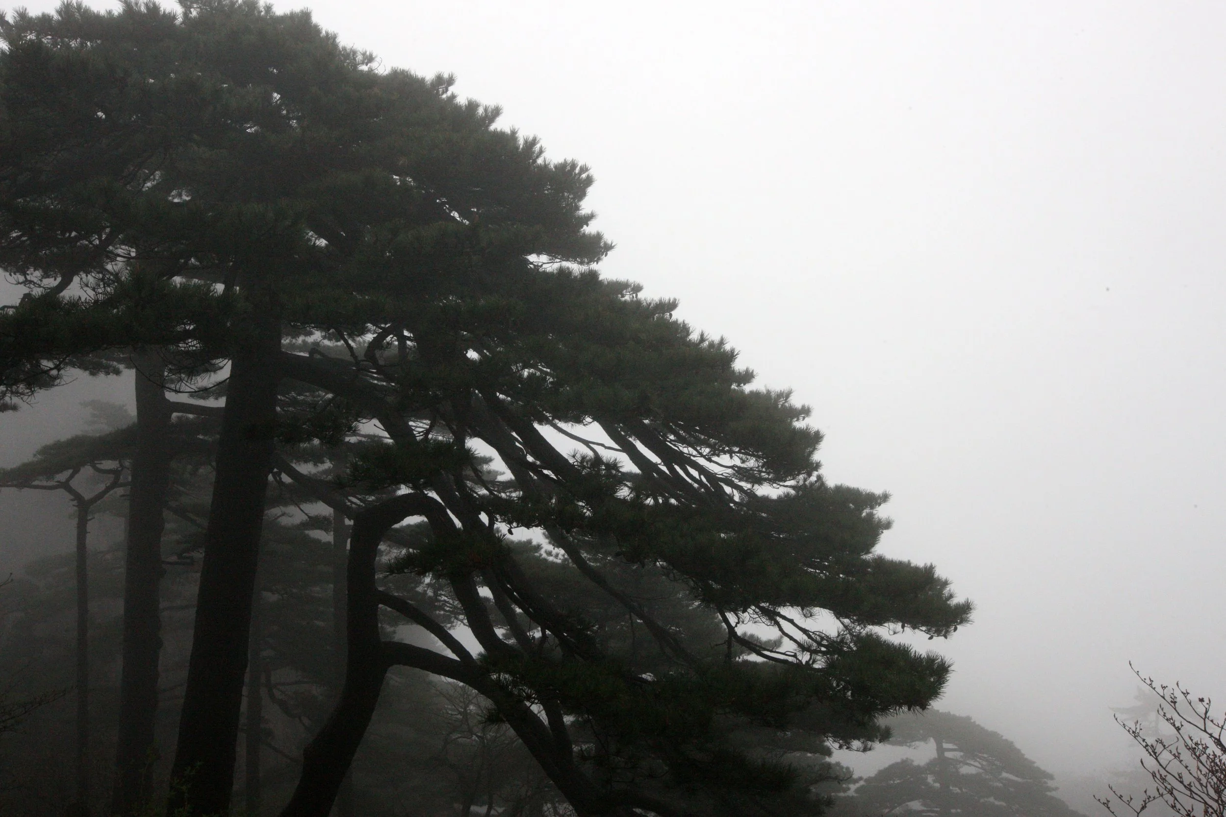 HUANGSHAN NATIONAL PARK ANHUI PROVINCE CHINA (192).JPG