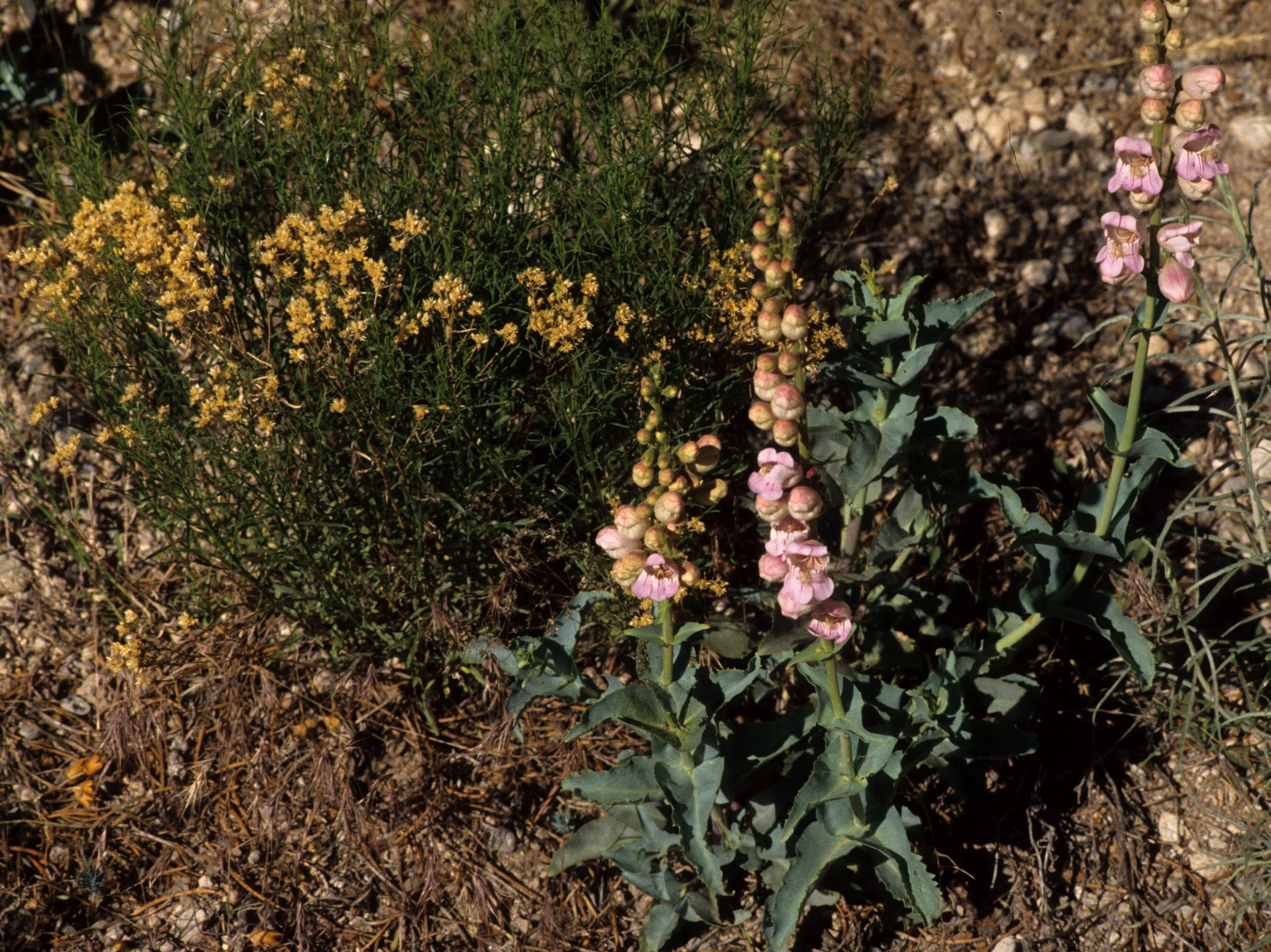 GREAT BASIN NP - PENSTEMON FLORIDUS - BEARDED TONGUE PENSTEMON.jpg