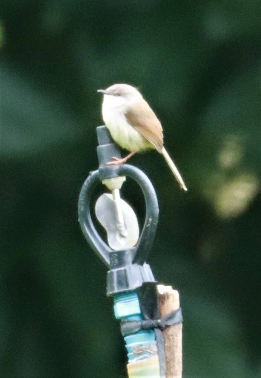 PRINIA - GREY-BREASTED PRINIA - Prinia hodgsonii - DOI INTHANON (2).jpg