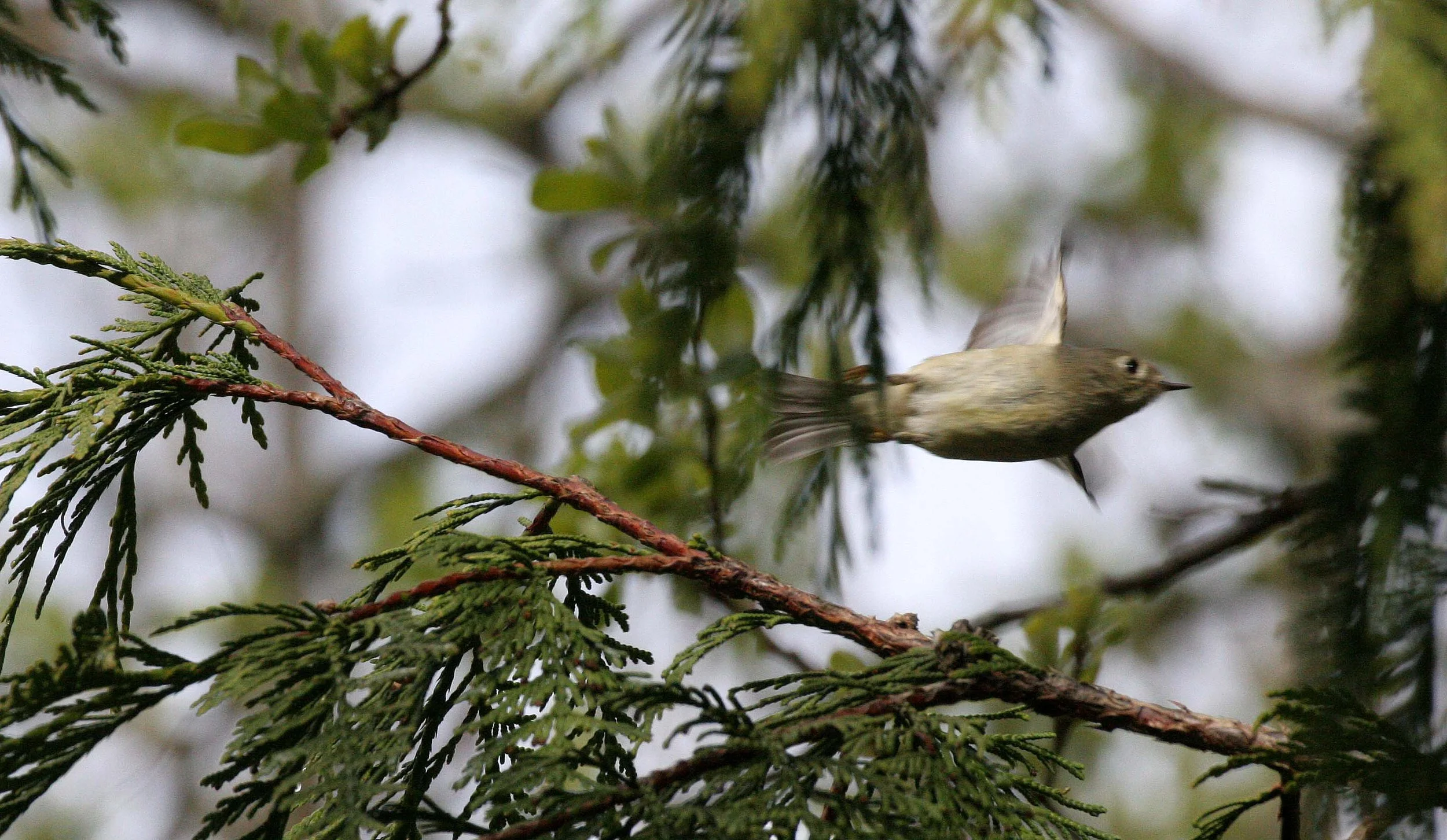 Hutton's Vireo (Vireo huttoni) Lake Farm Olympic Peninsula Washington (7).JPG