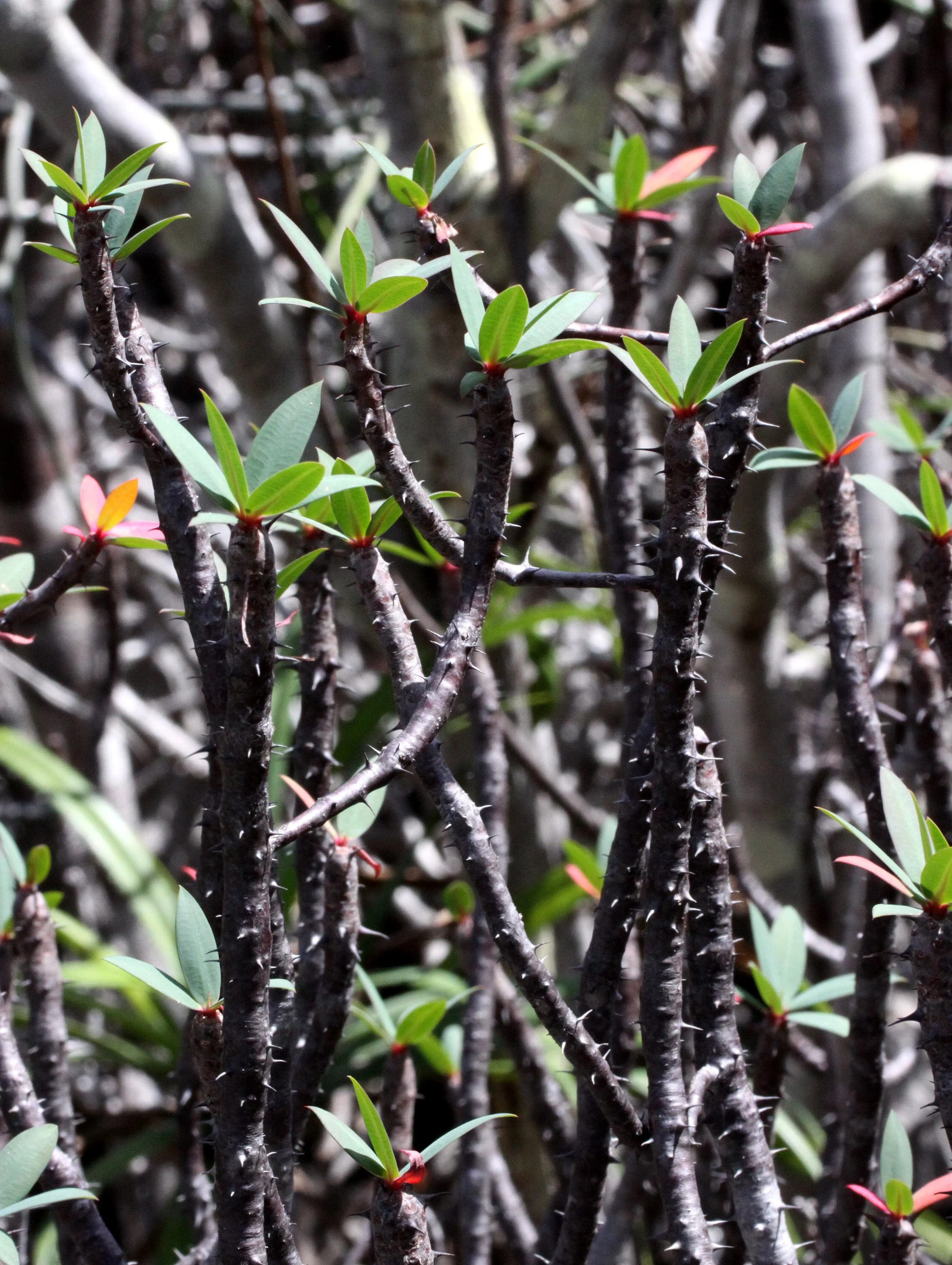 PLANT - EUPHORBIA SPECIES - ANKARANA NATIONAL PARK MADAGASCAR (6).JPG