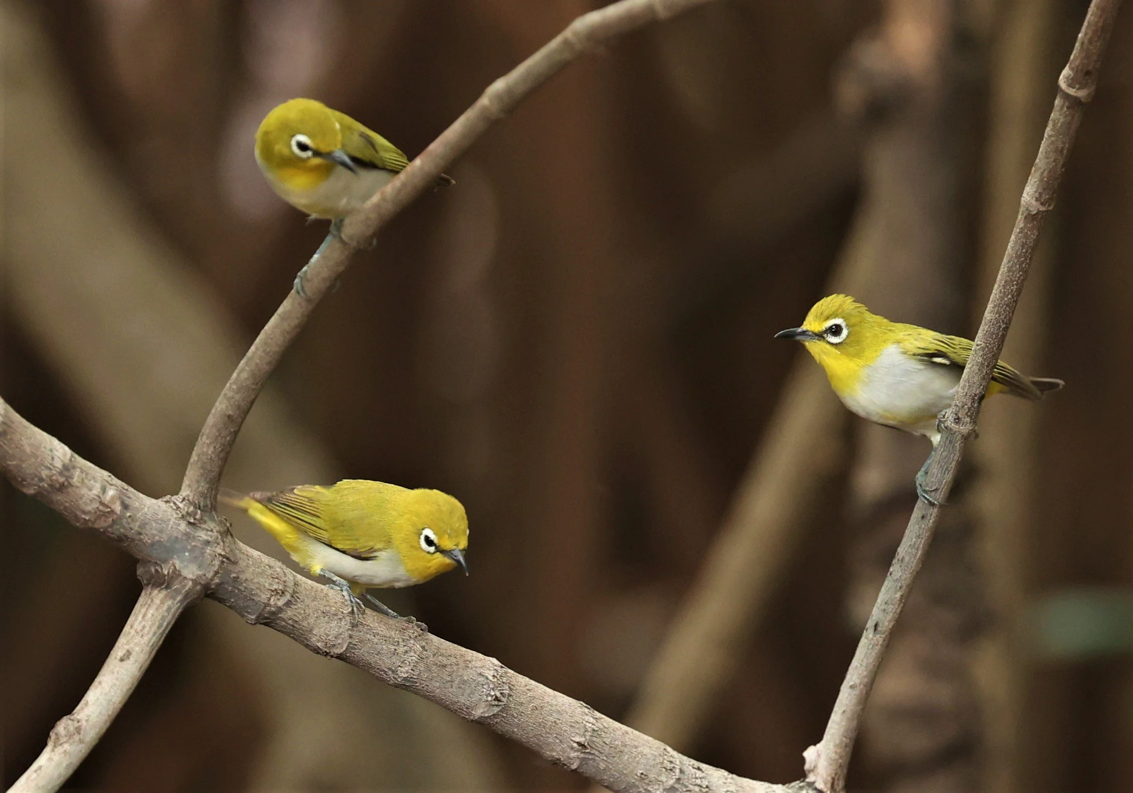 Swinhoe's White-eye (Zosterops simplex) Bang Pu Recreational Park & Mangrove Forest (99).jpg