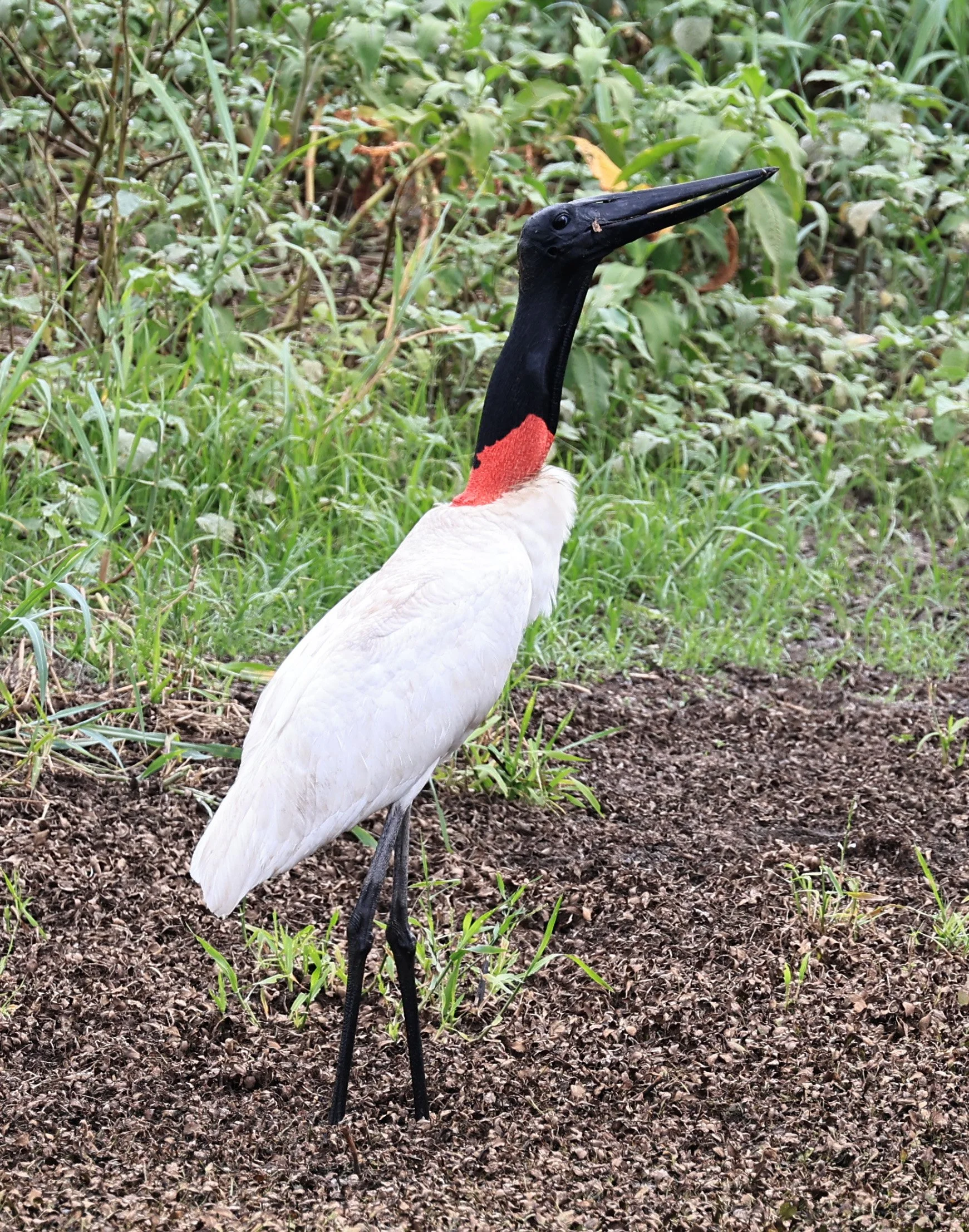 Jabiru (Jabiru mycteria) Agua Dulce Paraguay (37).jpg