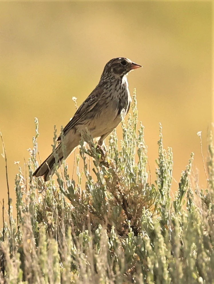 Vesper Sparrow (Pooecetes gramineus) Fossil Buttes National Monument Wyoming (5).jpg