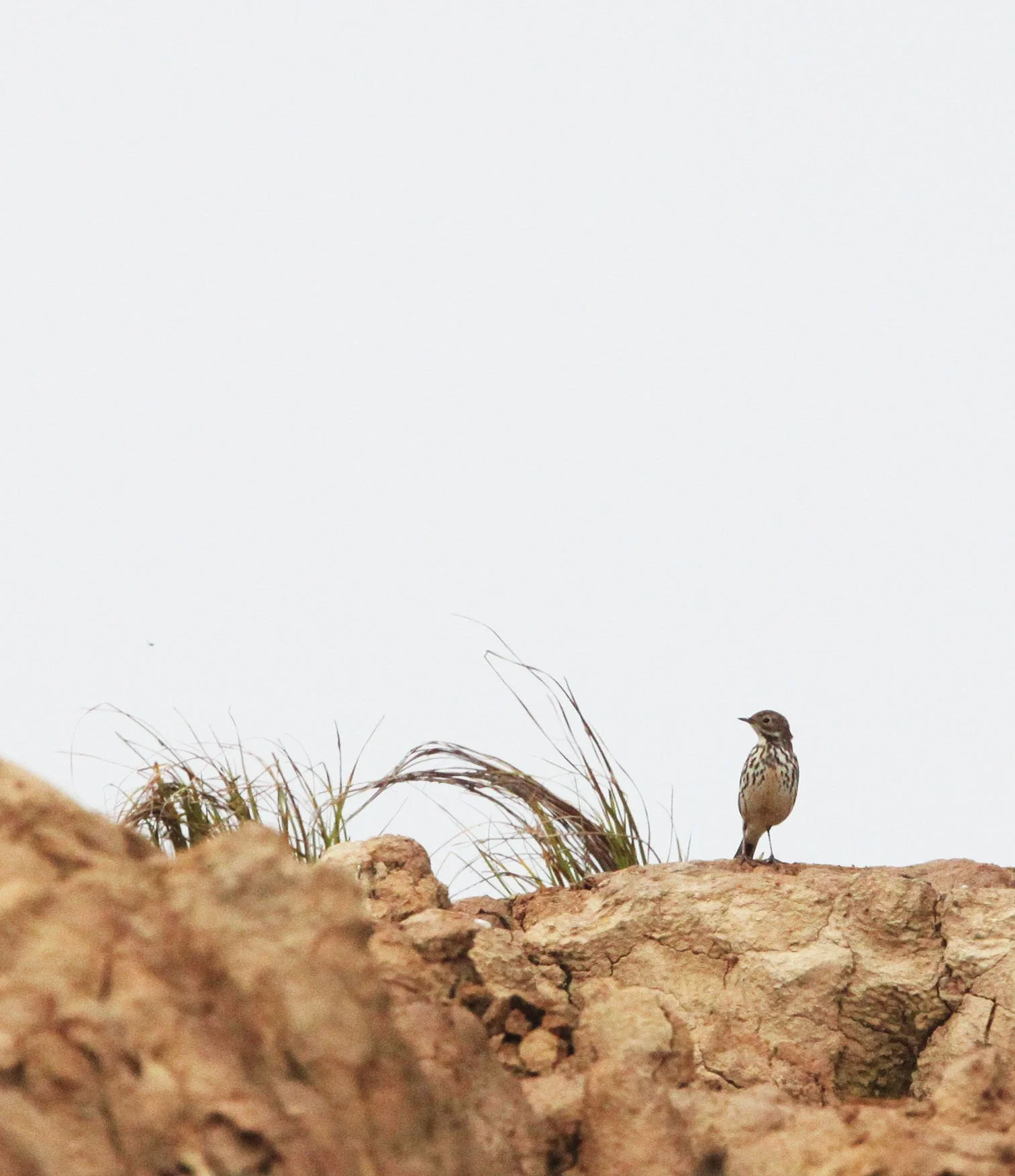 Buff-bellied Pipit (Anthus rubescens) NANJI HILL RESERVE POYANG LAKE, JIANGXI PROVINCE, CHINA (17).JPG