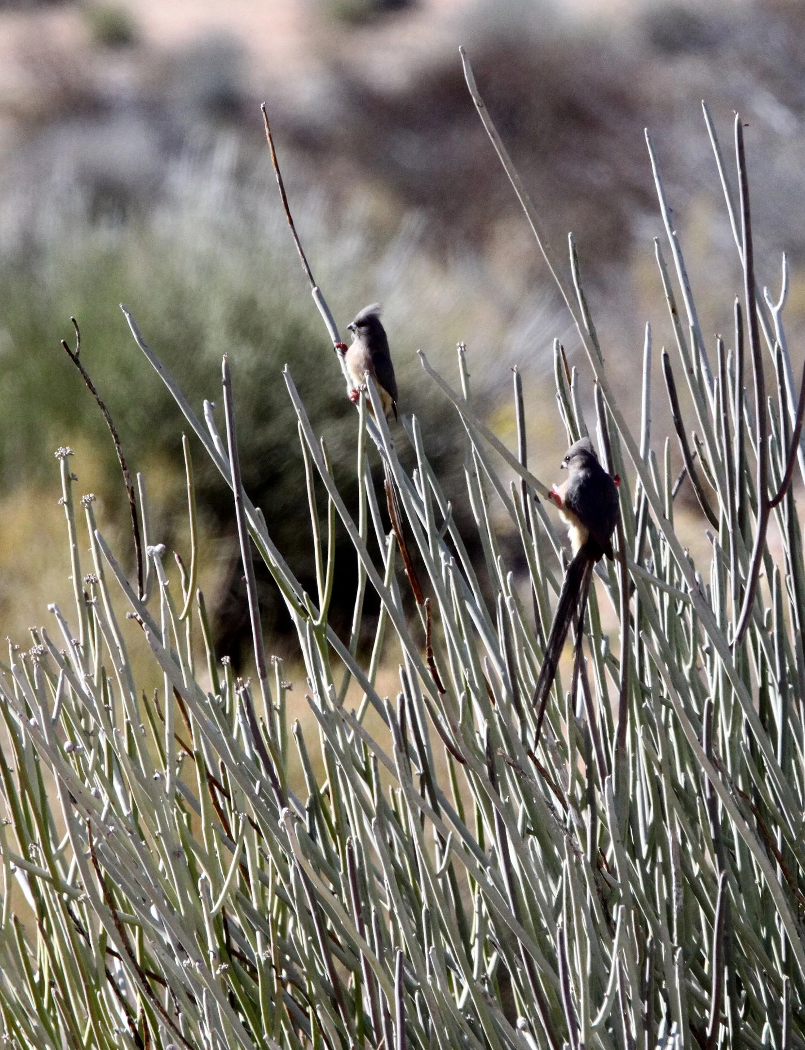 White-backed Mousebird (Colius colius) Augrabies Falls NP South Africa (1).JPG