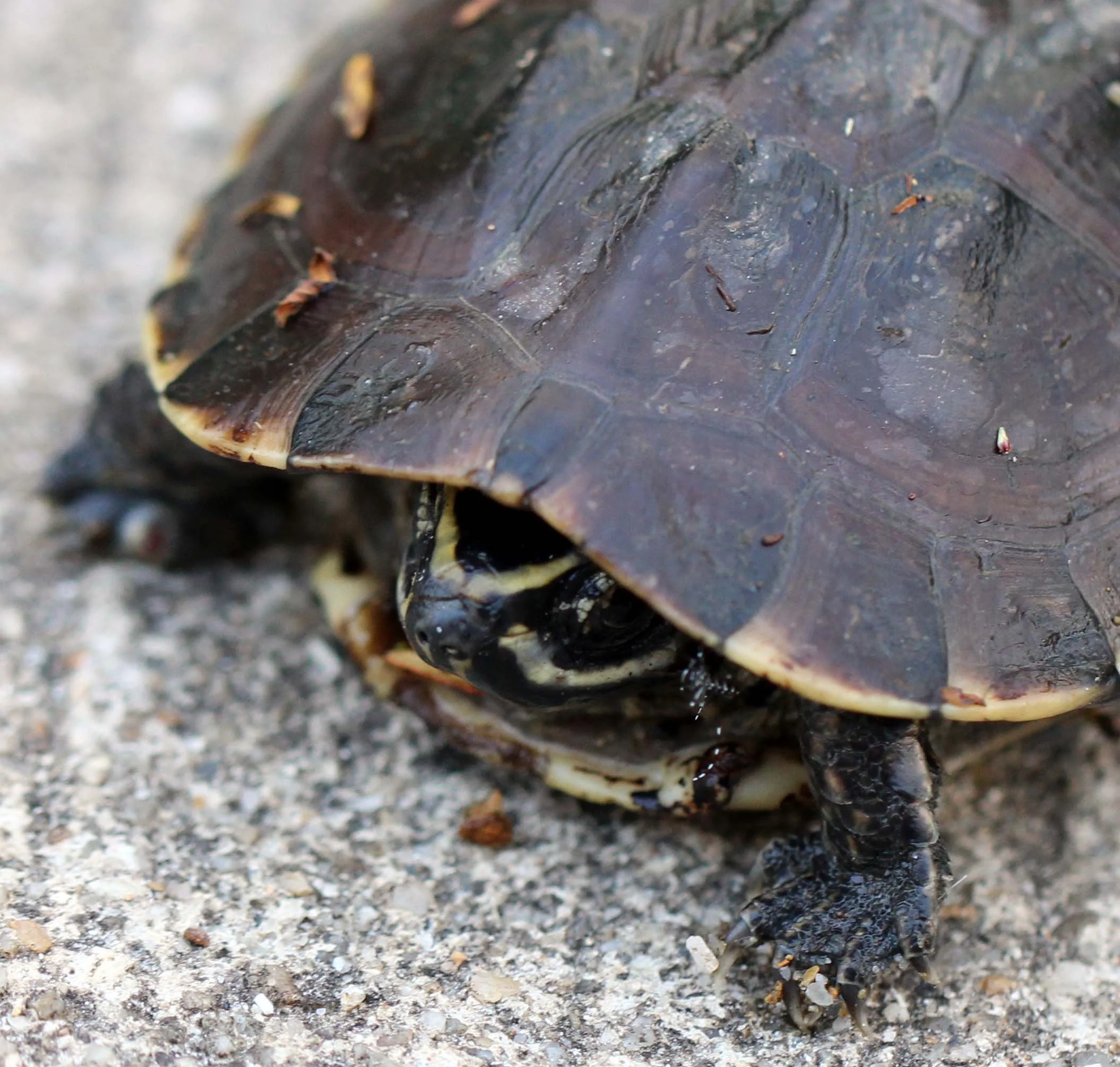 2013 in Nakhonsithammarat and some Krabi with Family (243).JPG