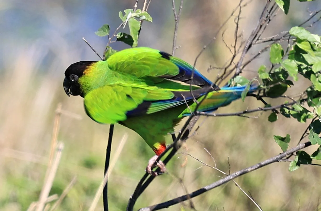 Nanday or Black-hooded Parakeet (Aratinga nenday) Wetlands along Road between Pozo Colorado & Asuncion (4).jpg