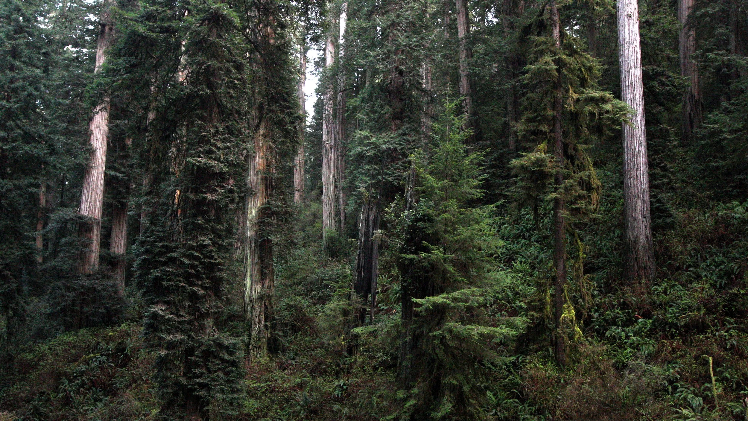 JEDEDIAH SMITH STATE PARK CALIFORNIA - REDWOODS FORESTS VIEWS - ROADTRIP 2010 (10).JPG