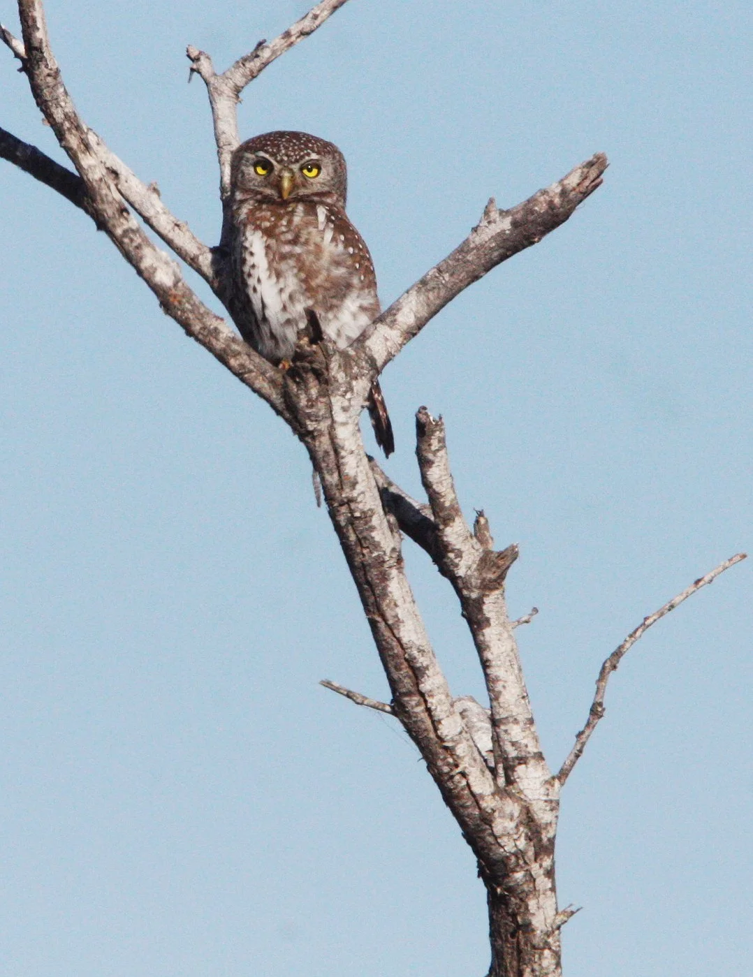 Glaucidium perlatum - PEARL-SPOTTED OWL - KRUGER NATIONAL PARK SOUTH AFRICA (6).JPG