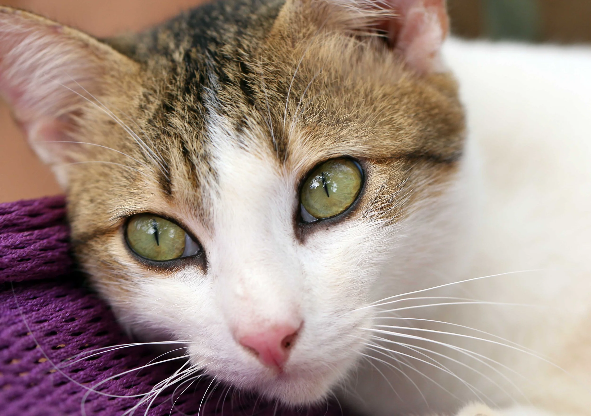 2015 Koh Lanta Songkran with friends from ISB (392).JPG