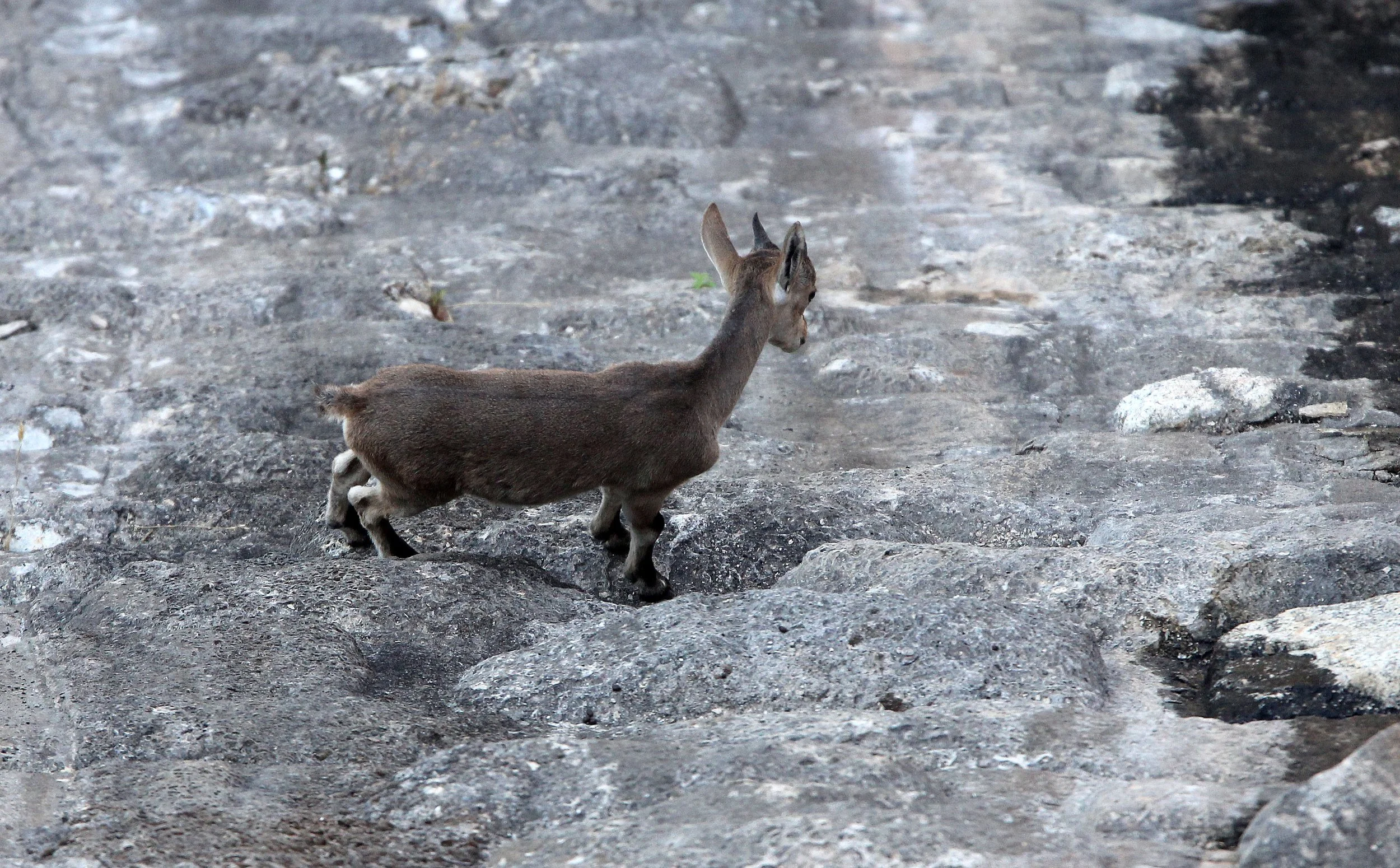IBEX - SOUTHEASTERN (BECEITE) SPANISH IBEX - Capra pyrenaica hispanica - SIERRA DE ANDUJAR SPAIN (18).JPG