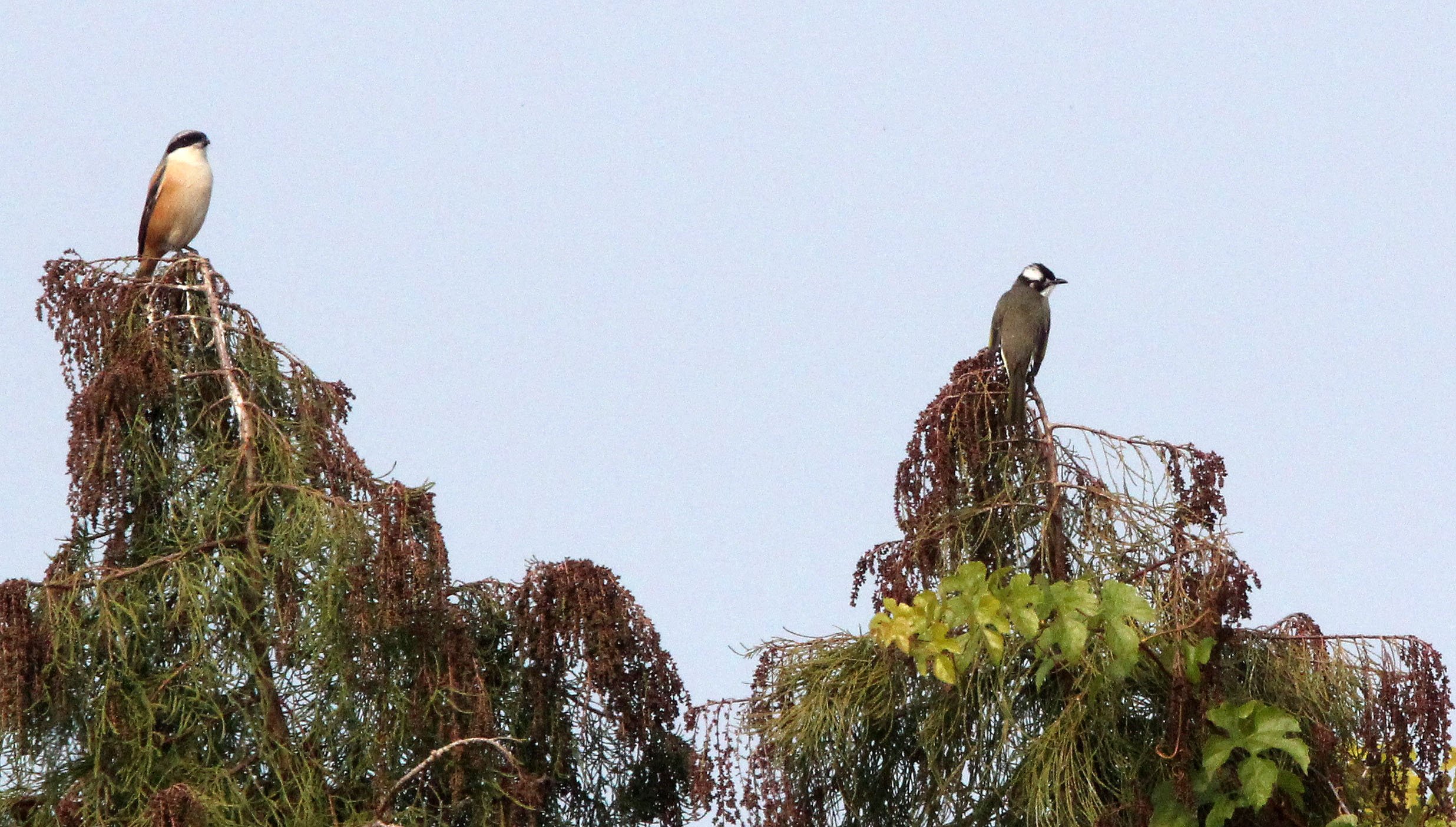 BULBUL - CHINESE BULBUL - Pycnonotus sinensis - POYANG LAKE JIANGXI PROVINCE CHINA (10).JPG