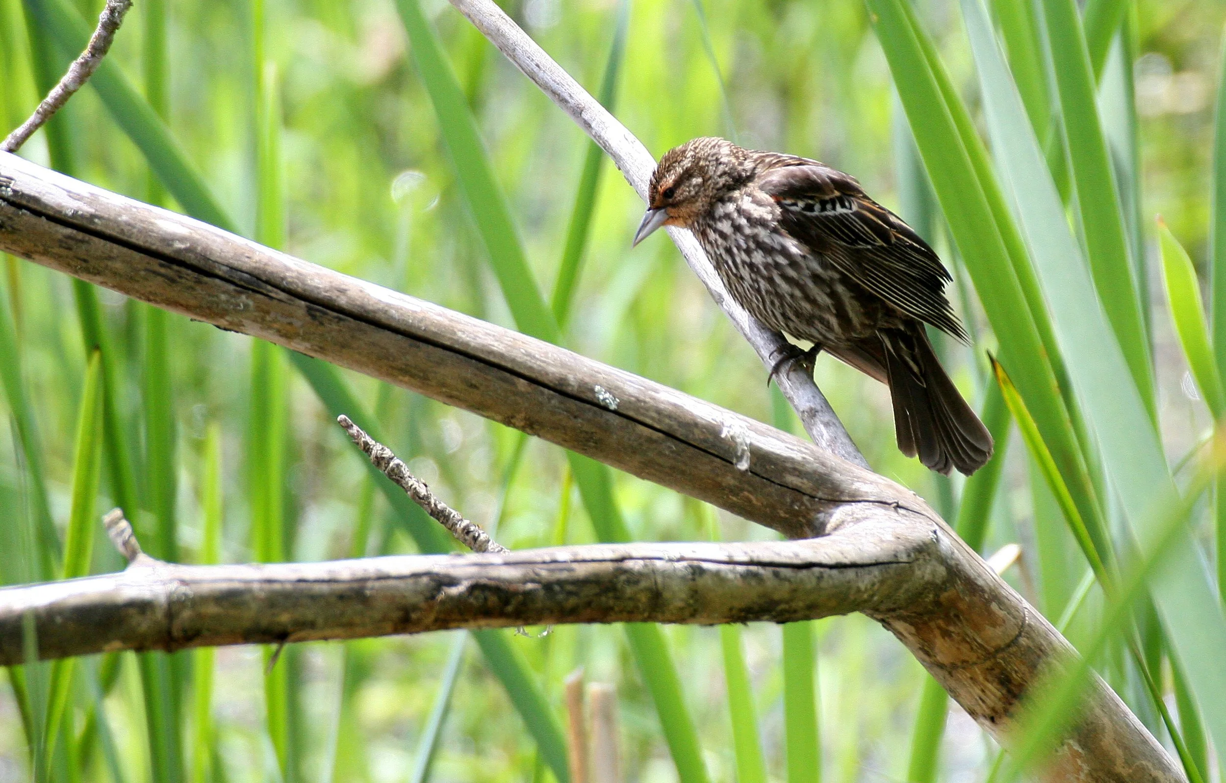 Red-winged Blackbird (Agelaius phoeniceus) Ridgefield NWR Washington (5).JPG
