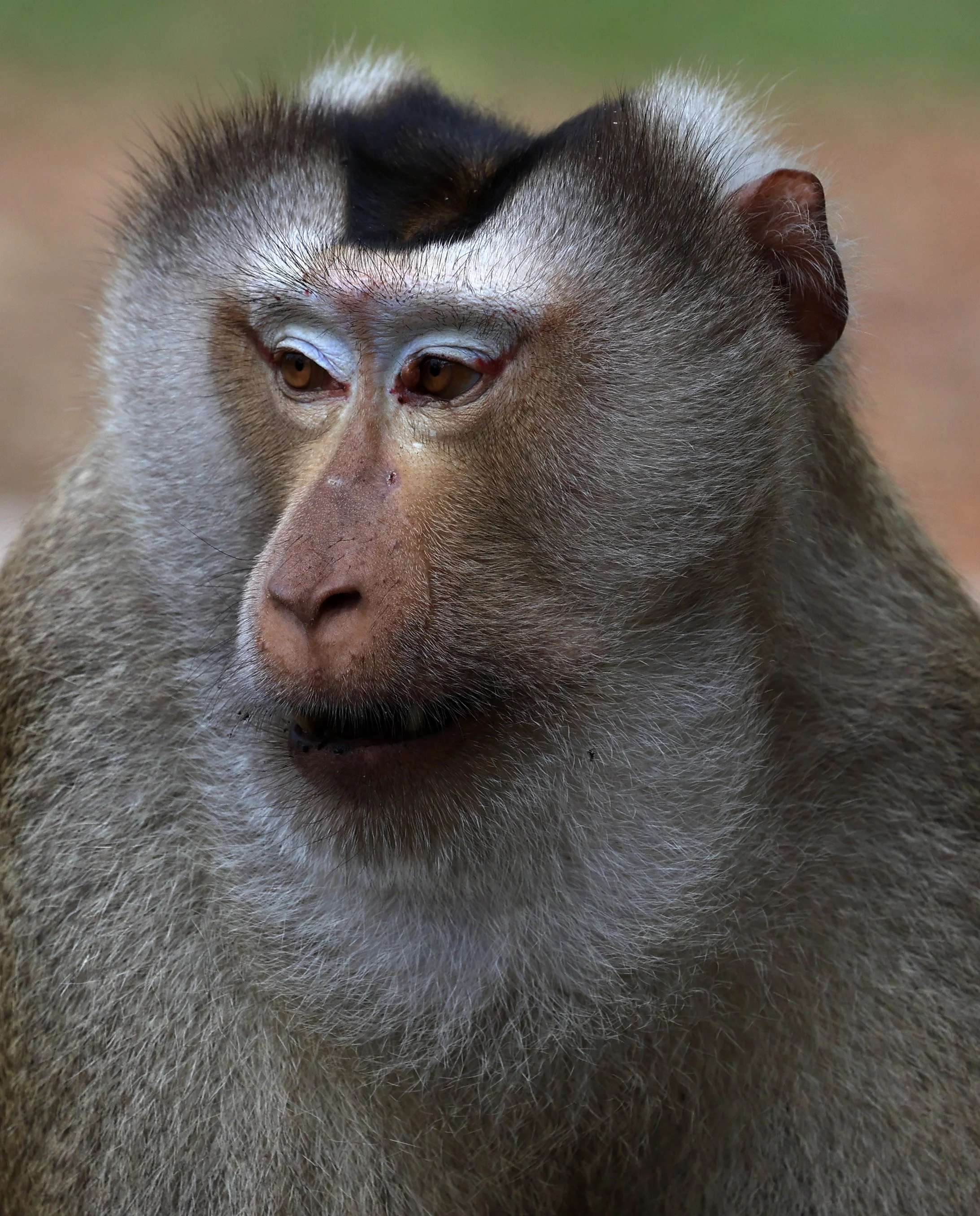 Northern Pig-tailed Macaque (Macaca leonina) Khao Yai National Park Feb 2026 Day 3 (26).jpg