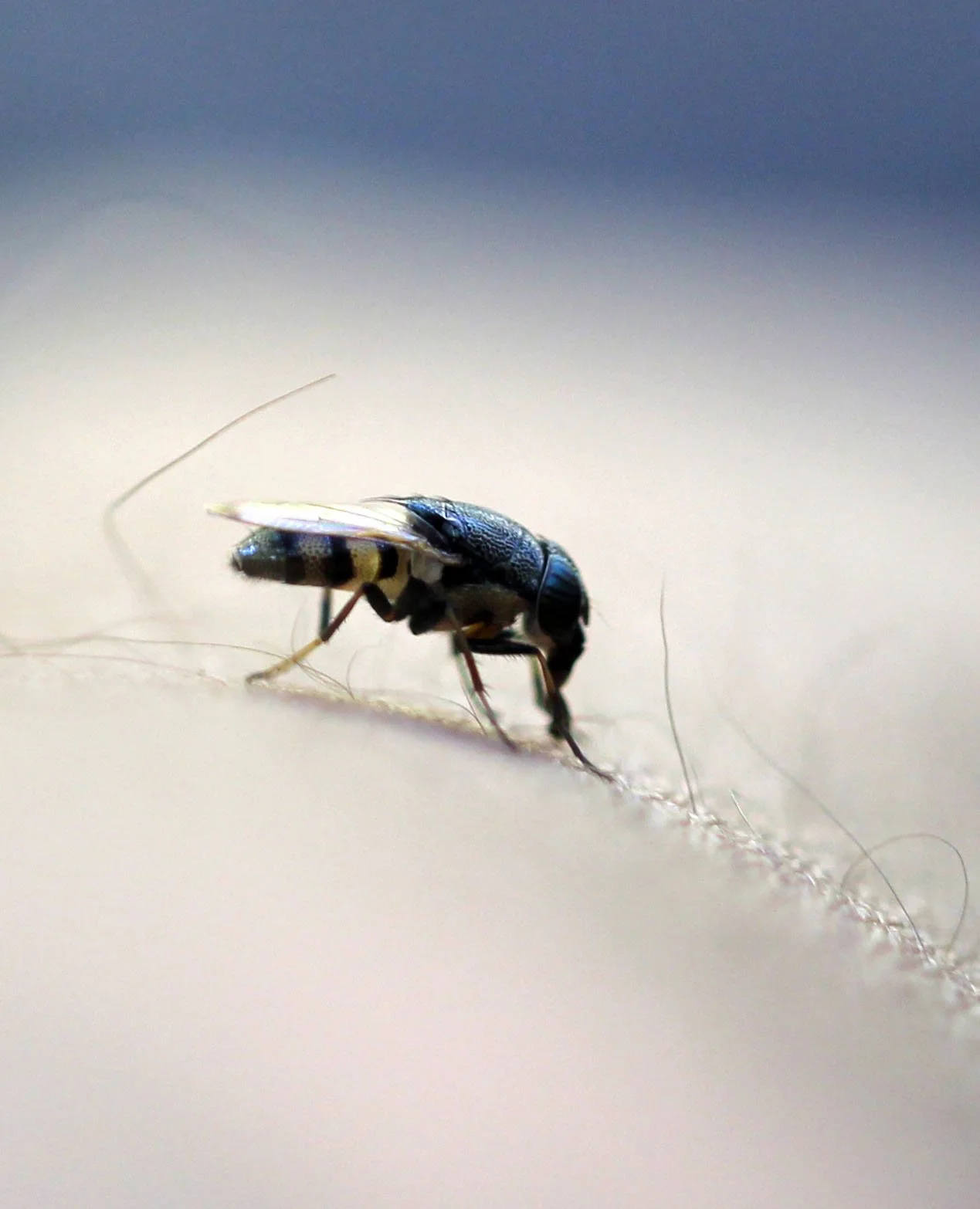 Huai Kha Khaeng Wildlife Reserve, Thailand